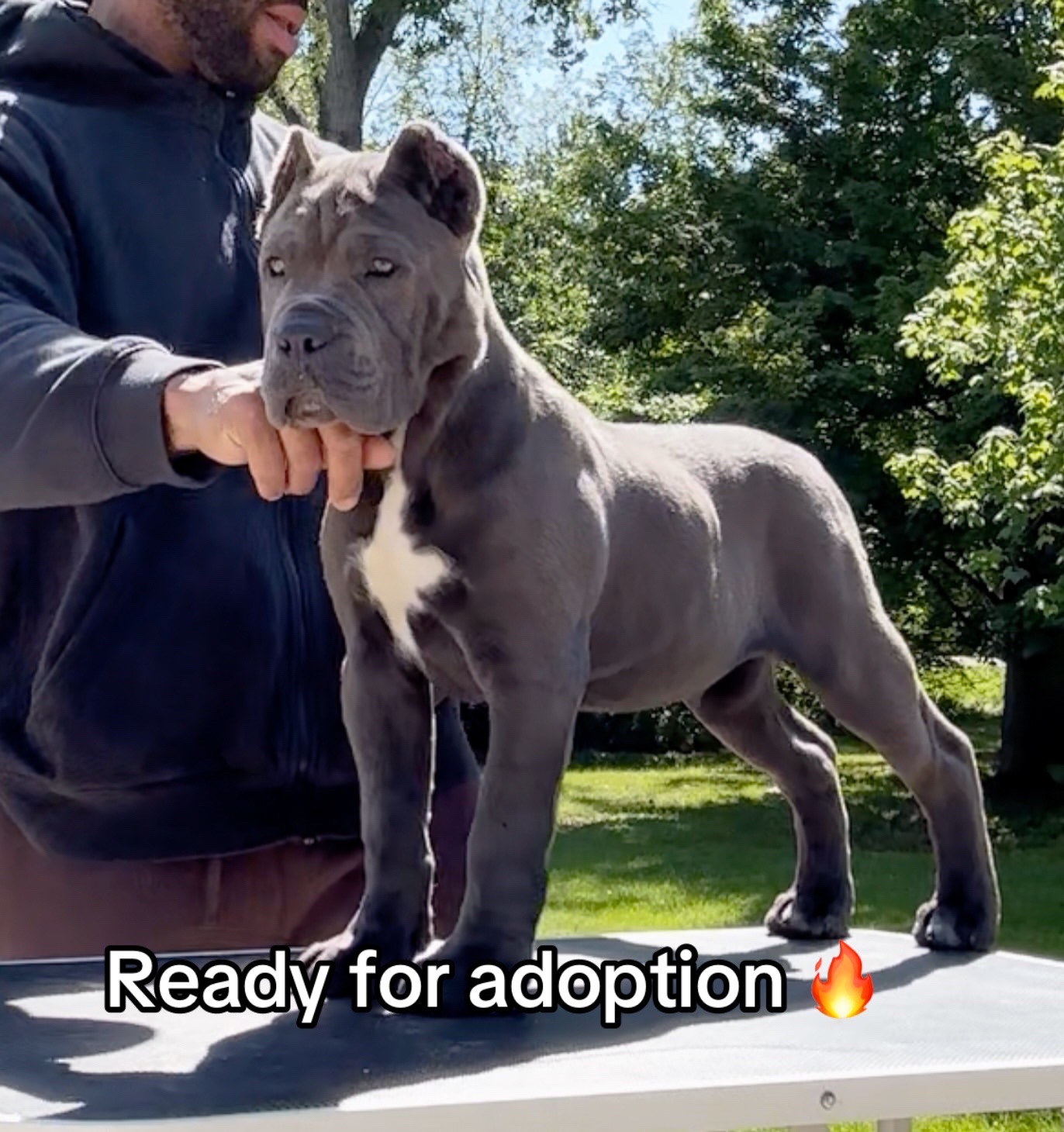 @CaneCorso
