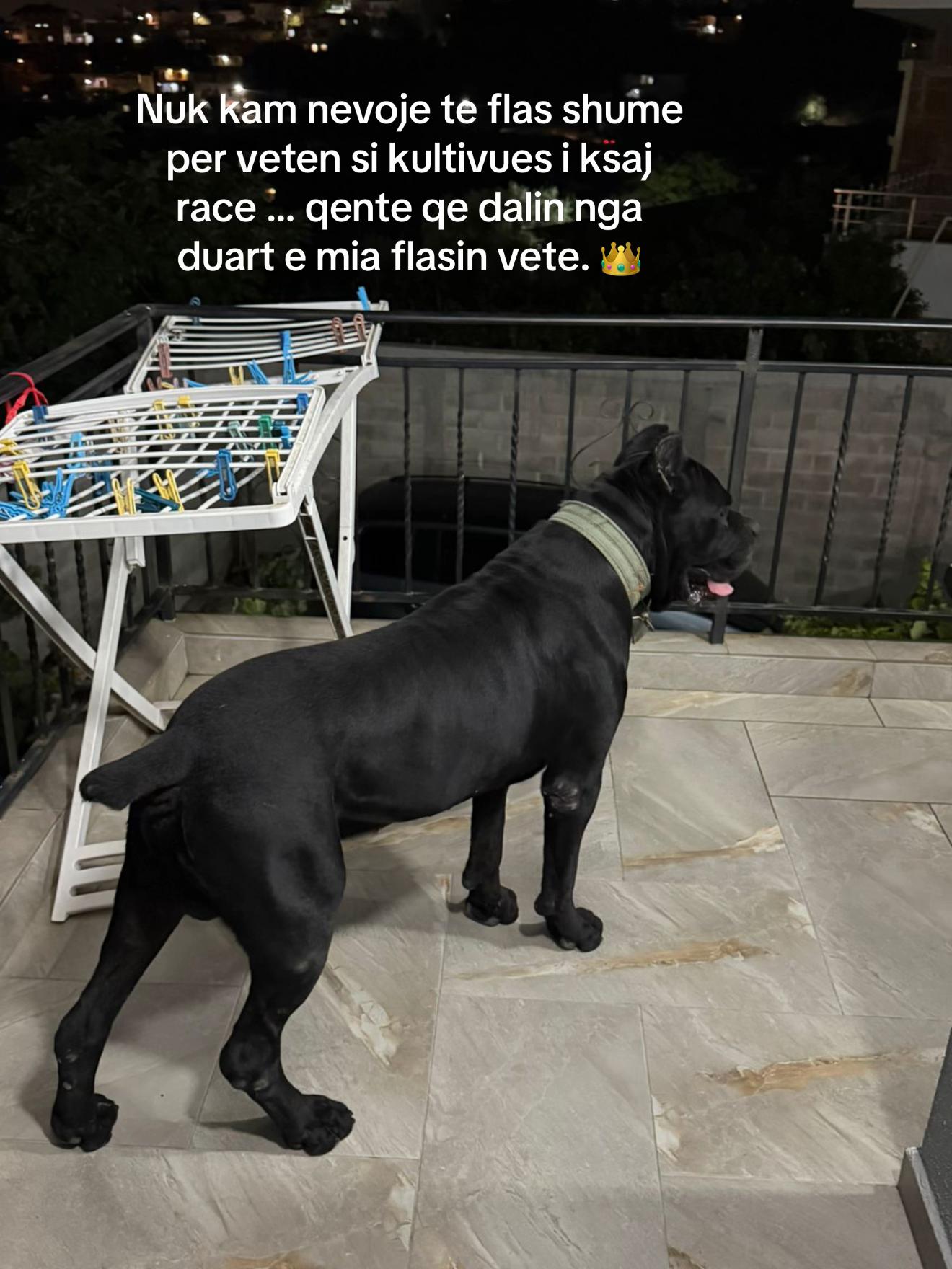@AlbaniaCaneCorso Kennel