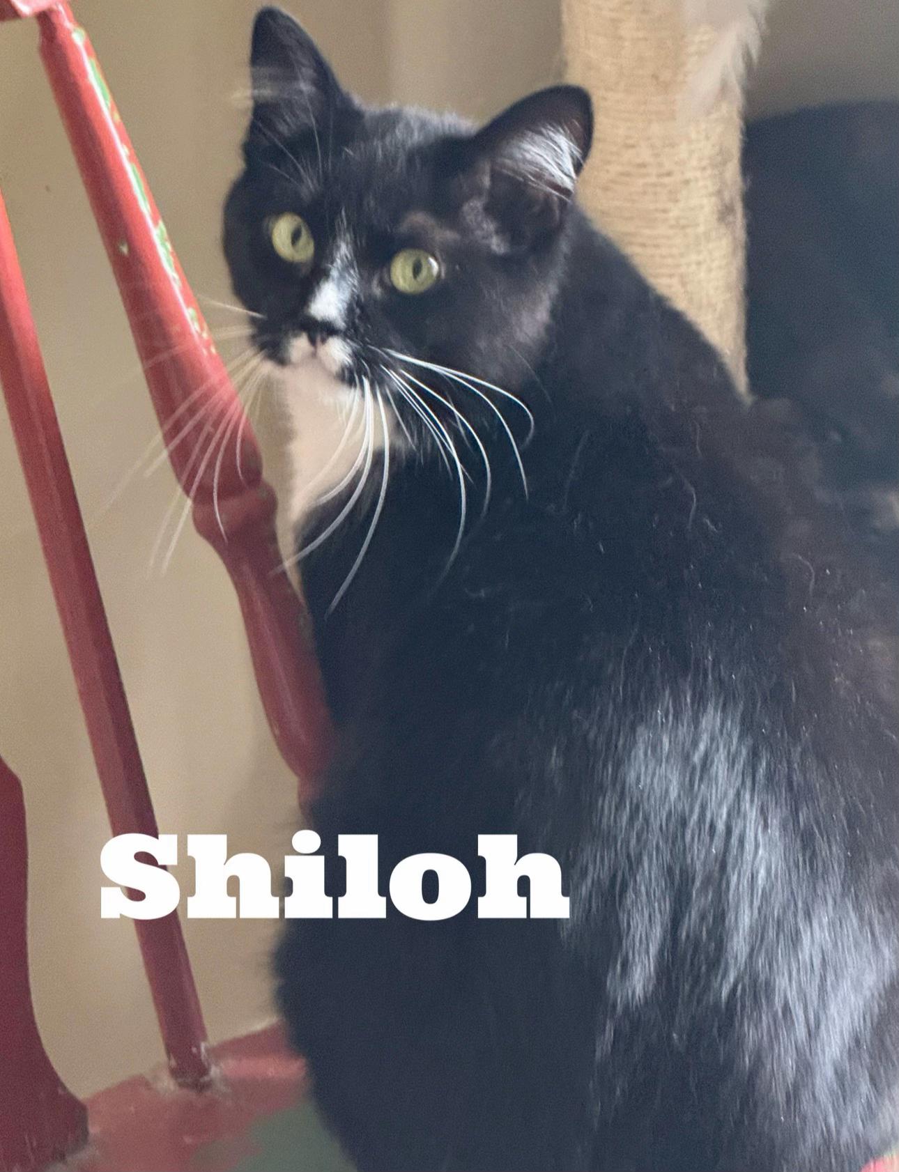 @North Toronto Cat Rescue