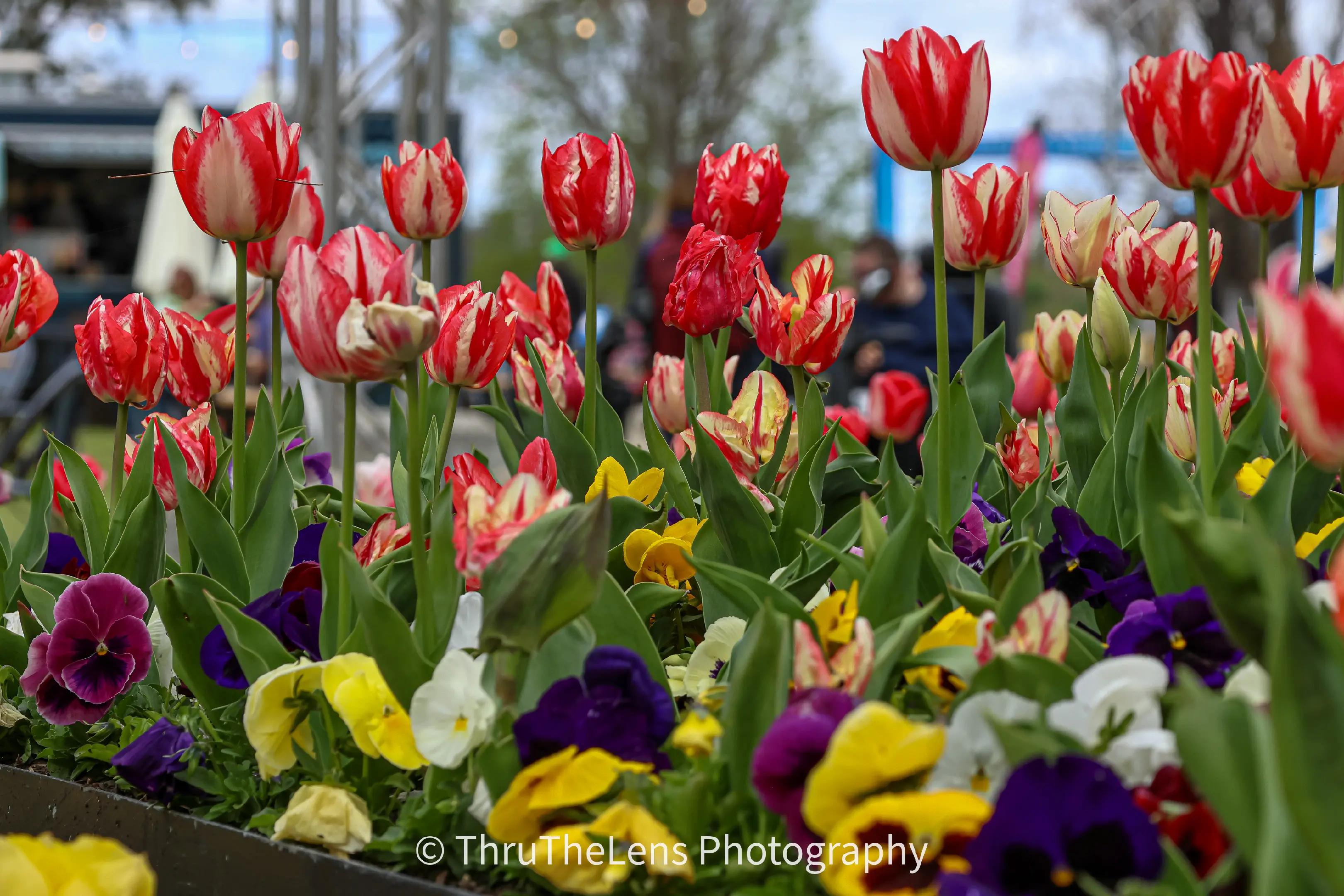 @ThruTheLens Photography