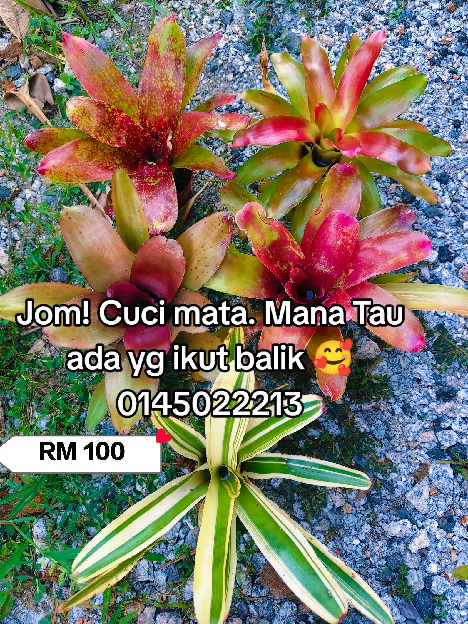 @MEKNA Garden