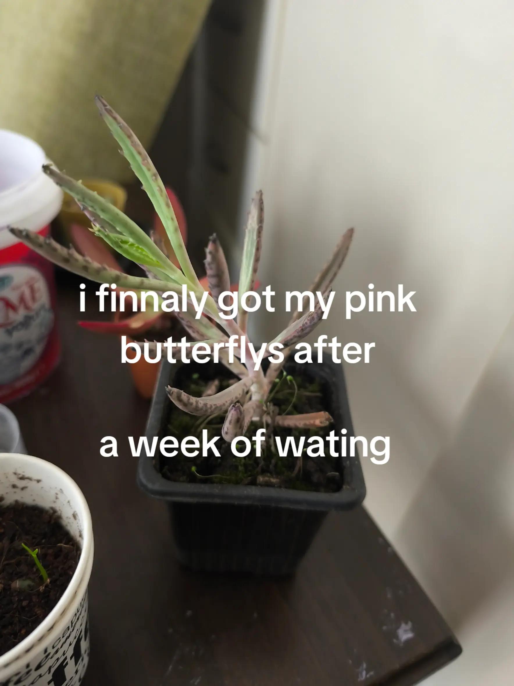@Lol