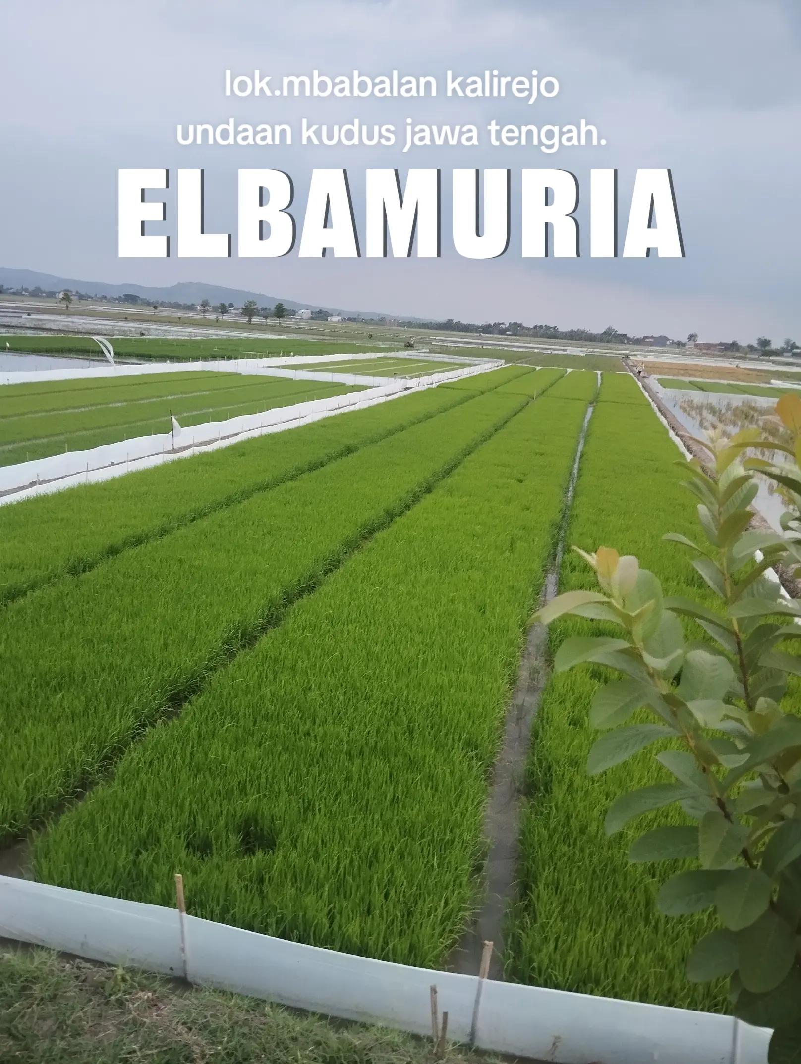 @elbamuria