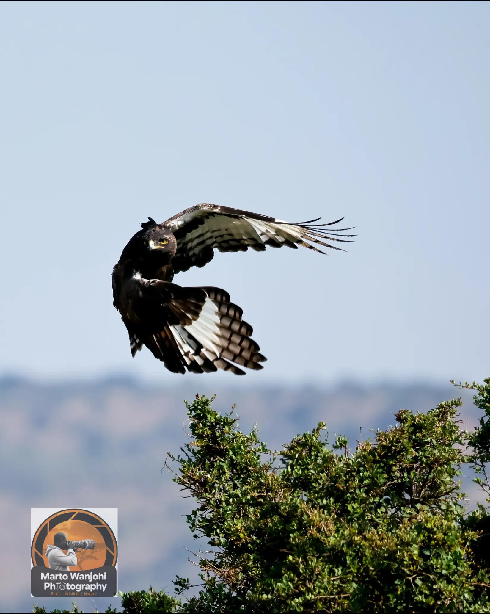 @Safaris with Marto Wanjohi.