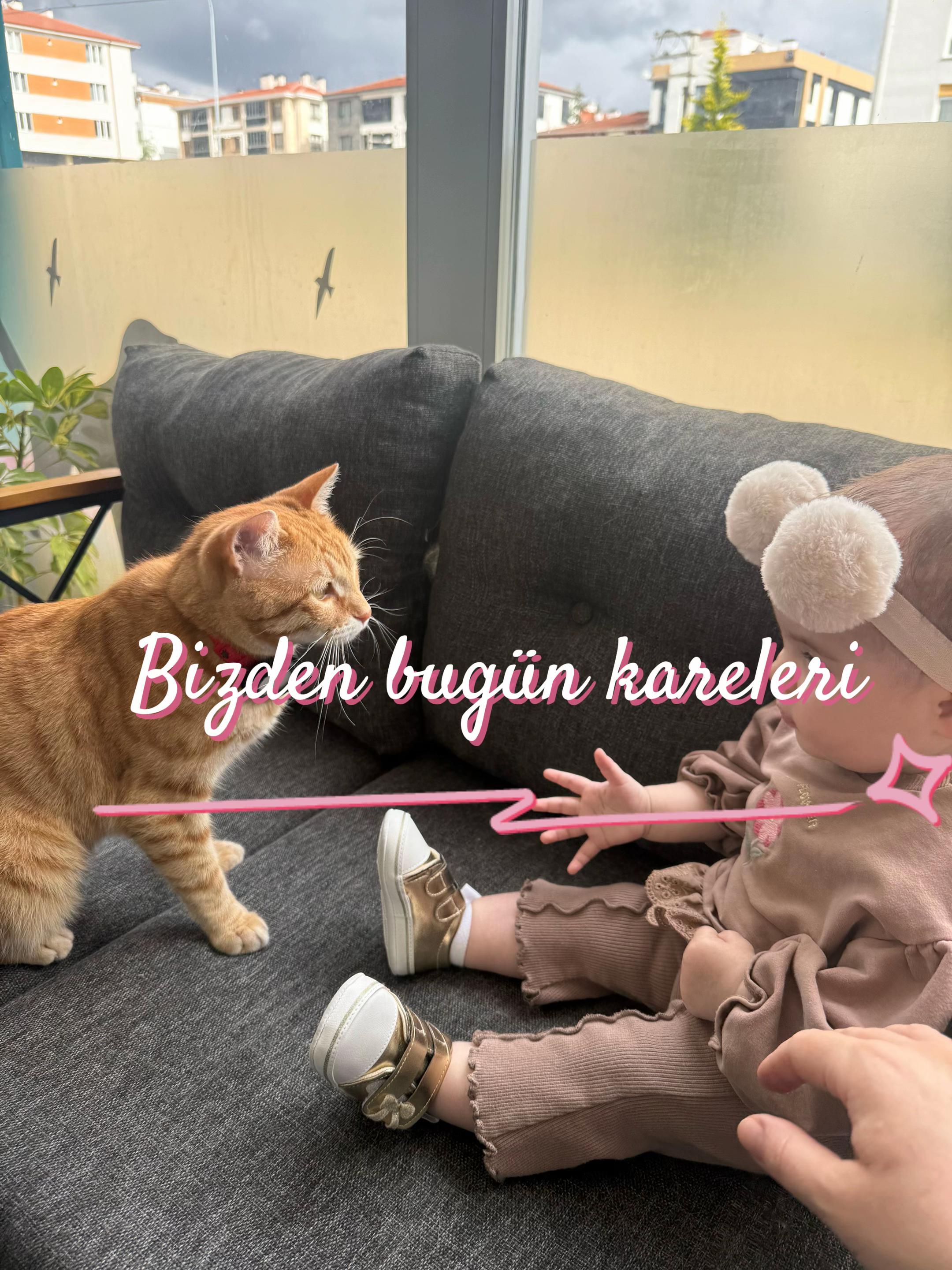 @vet.Behide