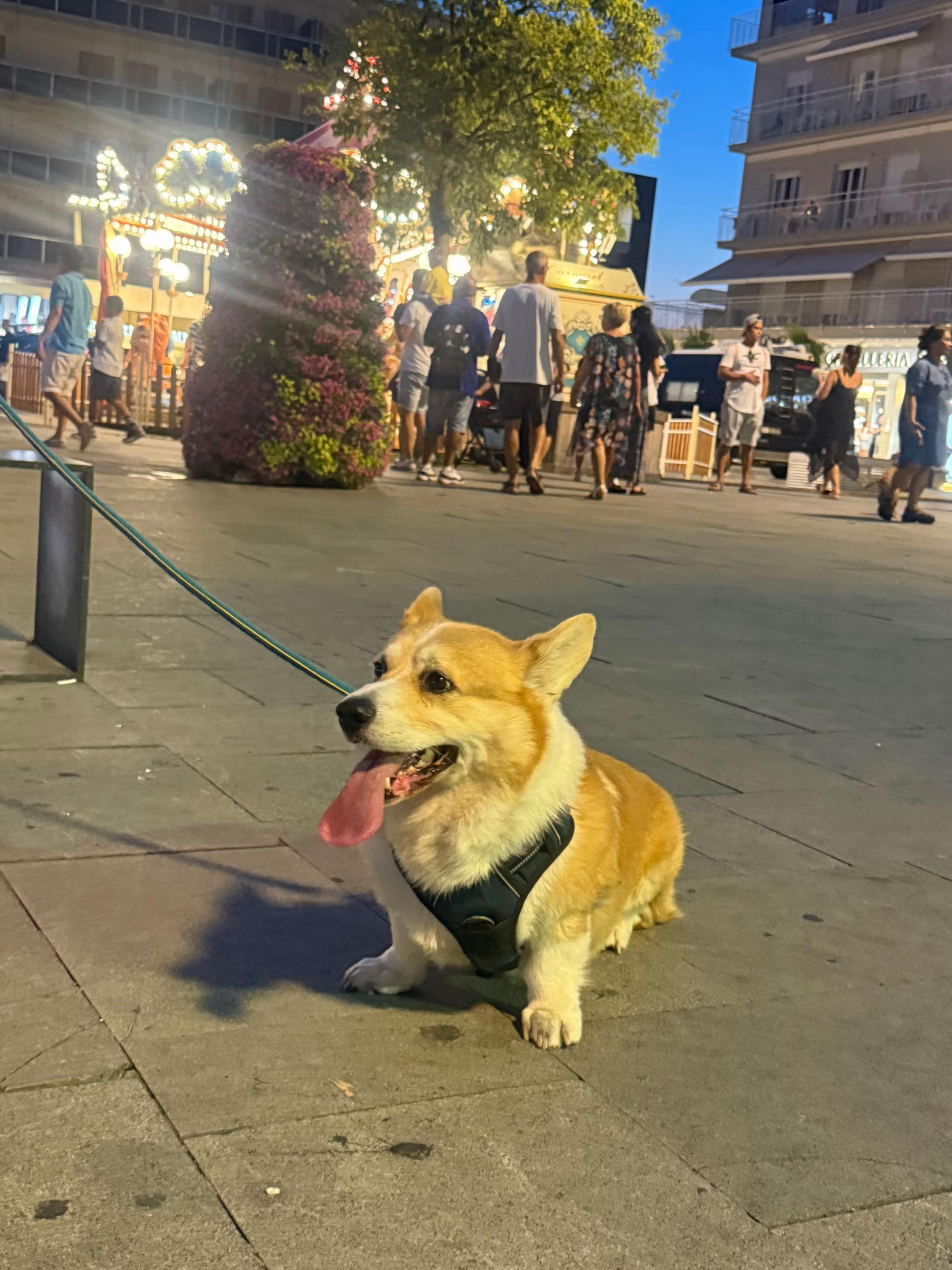 @Cheddar the Corgi