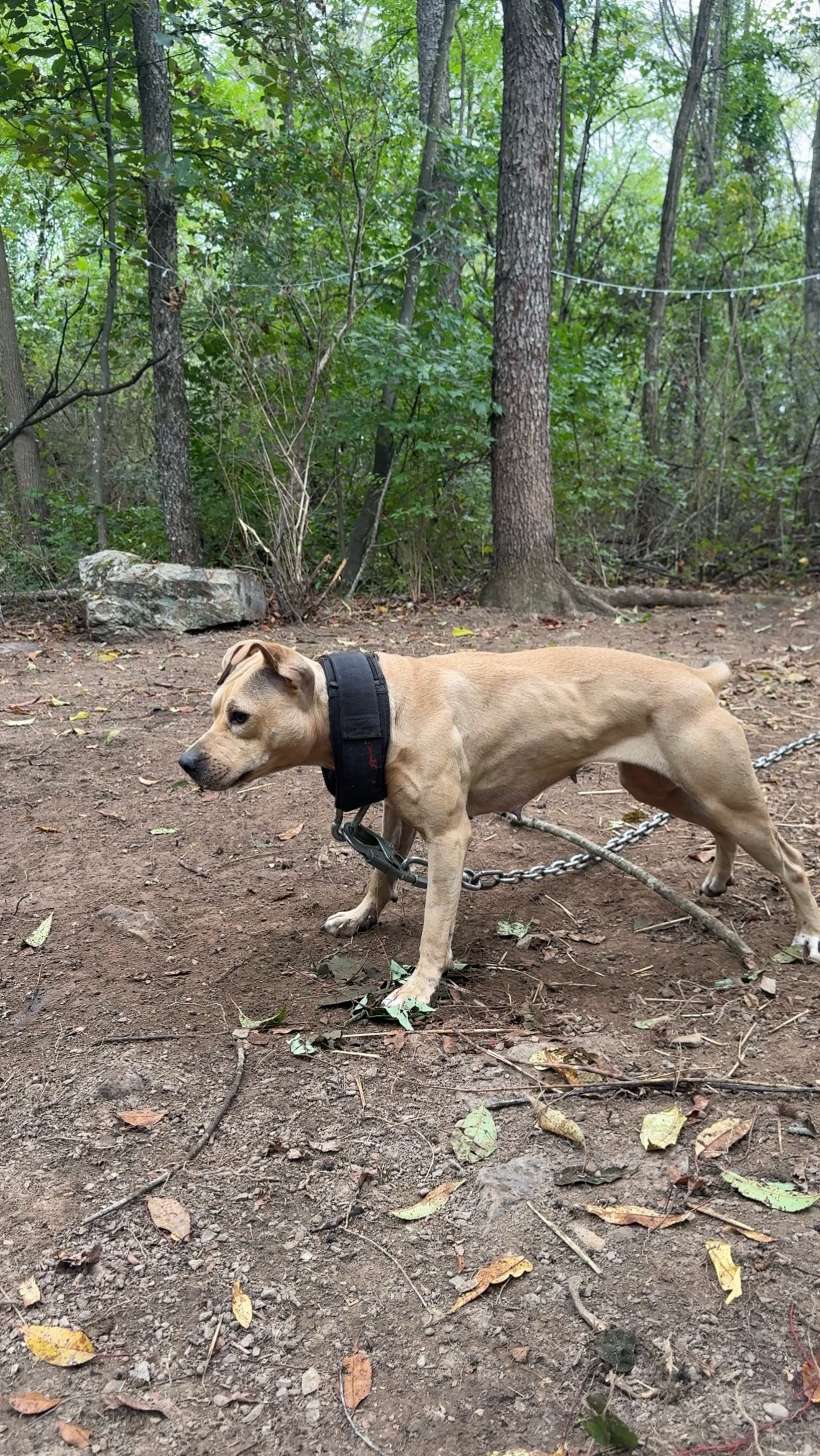 @ConcreteJungle_apbt