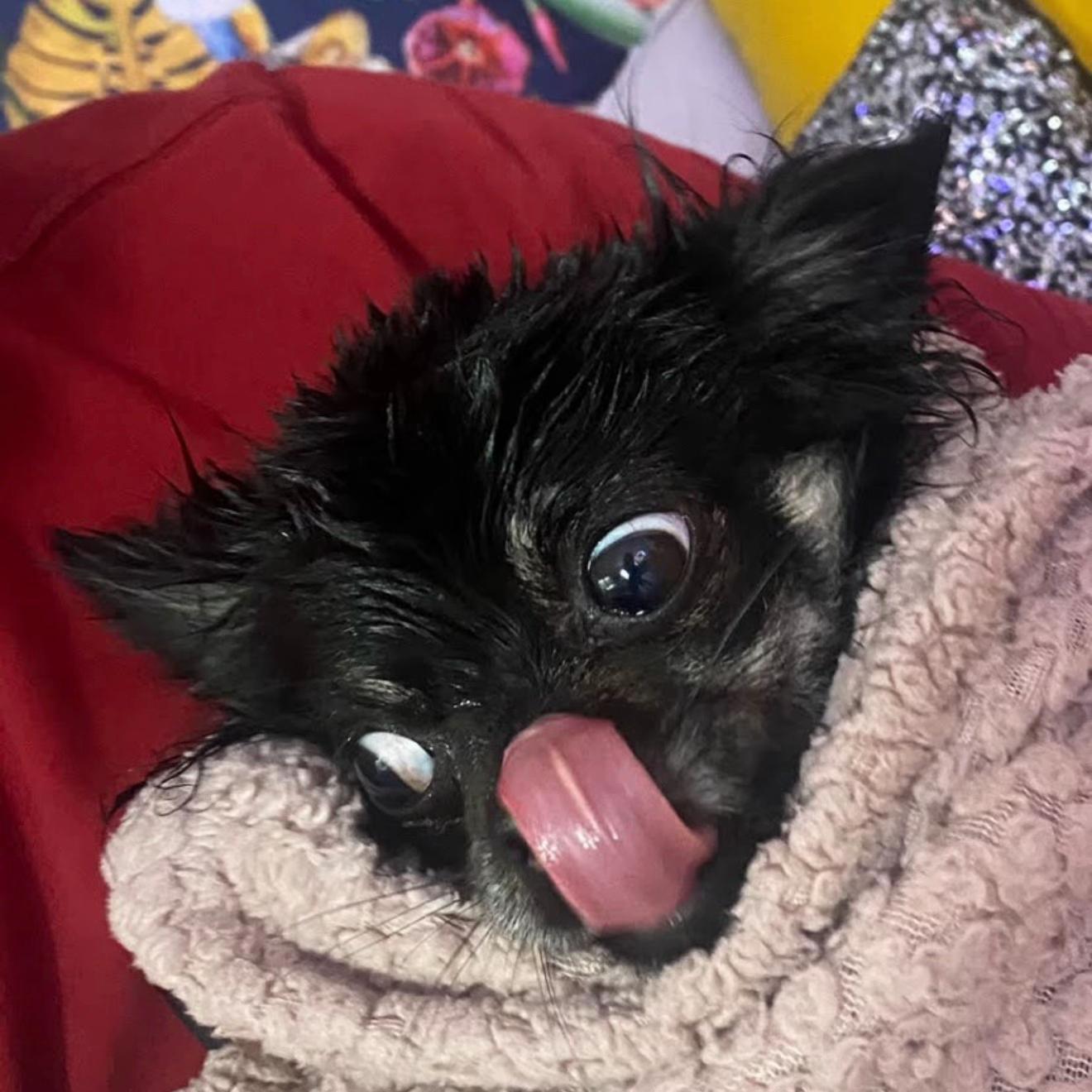 @tiktok-Taco Bell 🛎️
