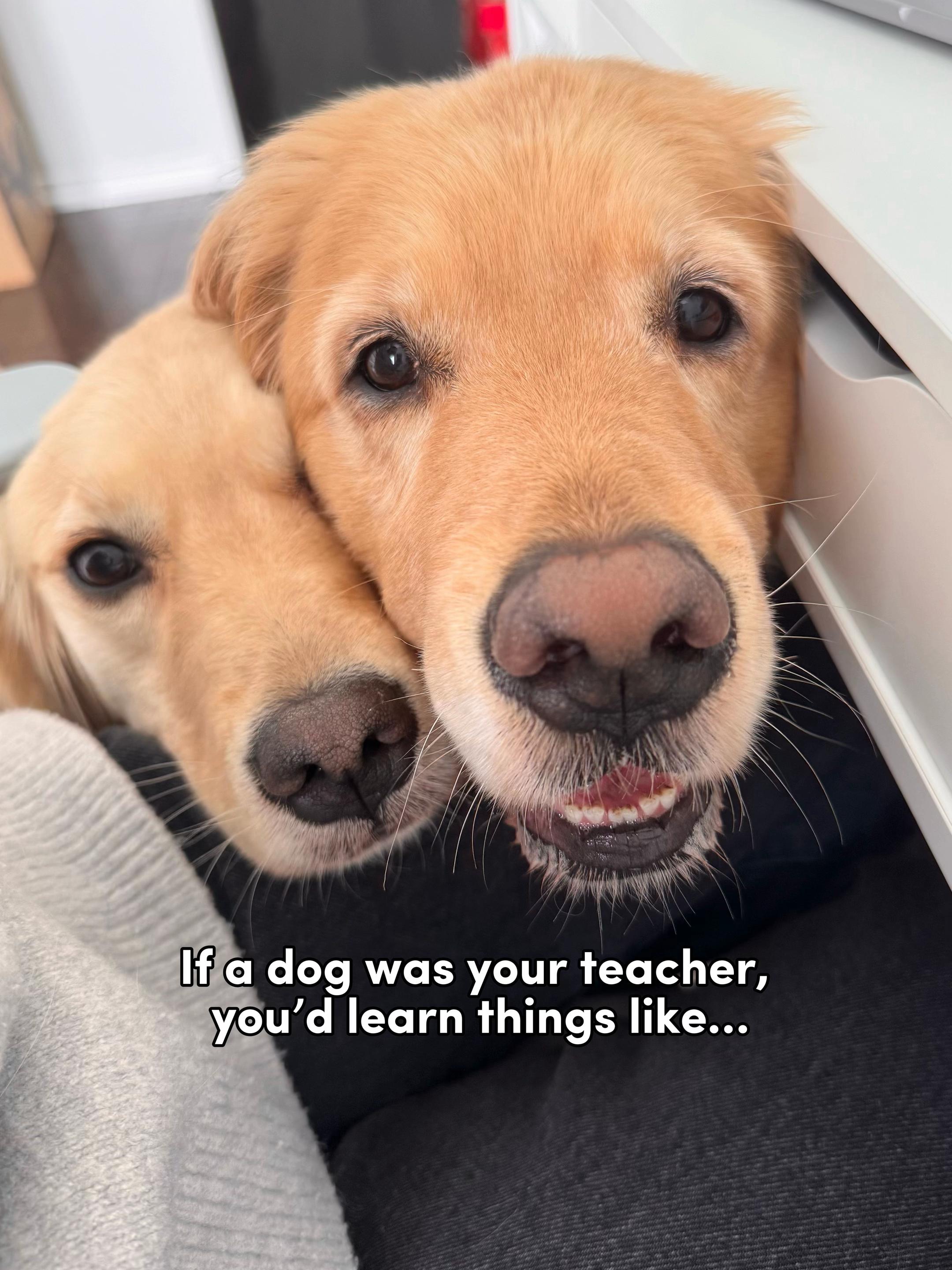 @Daisy & Maple the Goldens