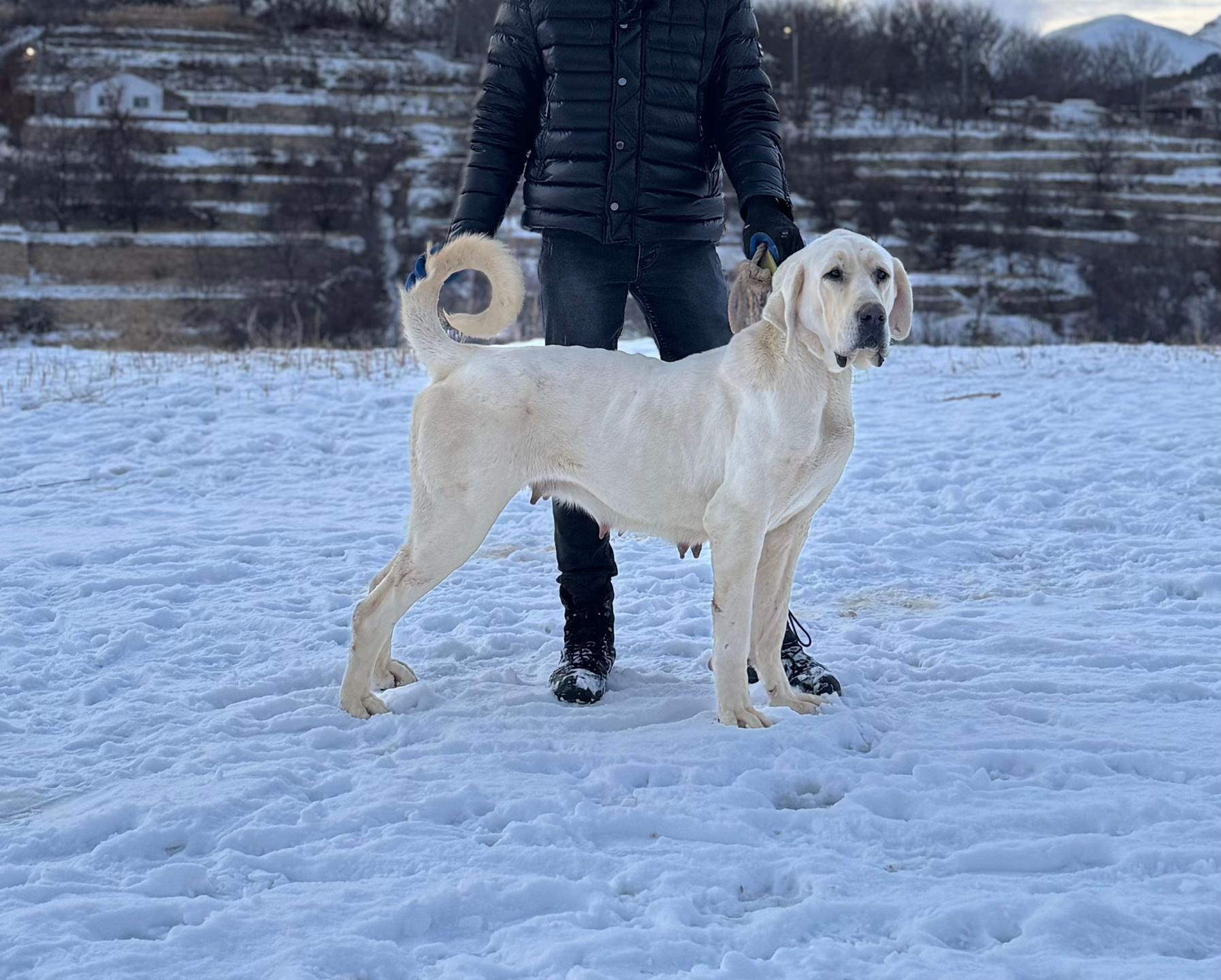 @Gürün.kennels58