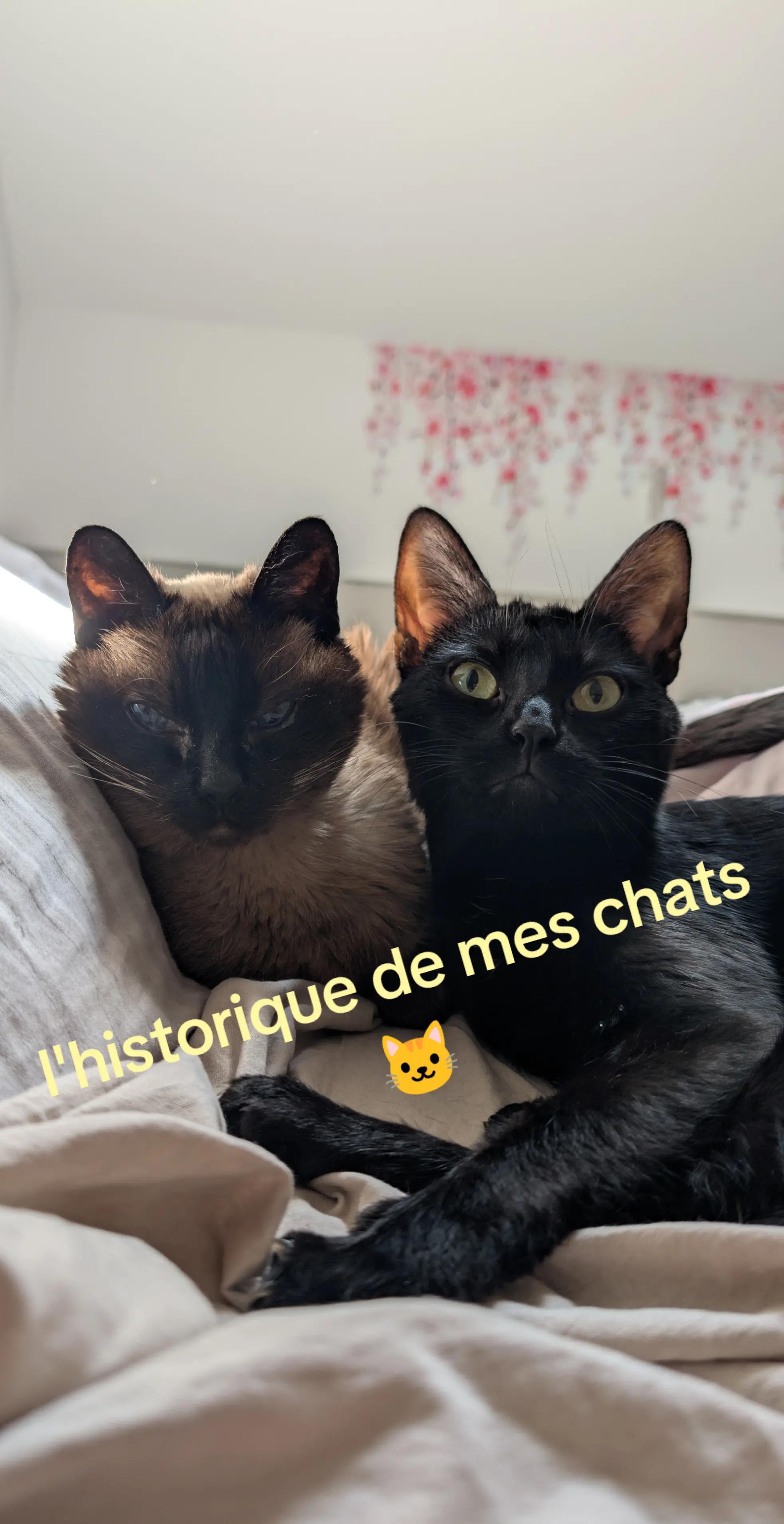 @Cynthia Benedetti