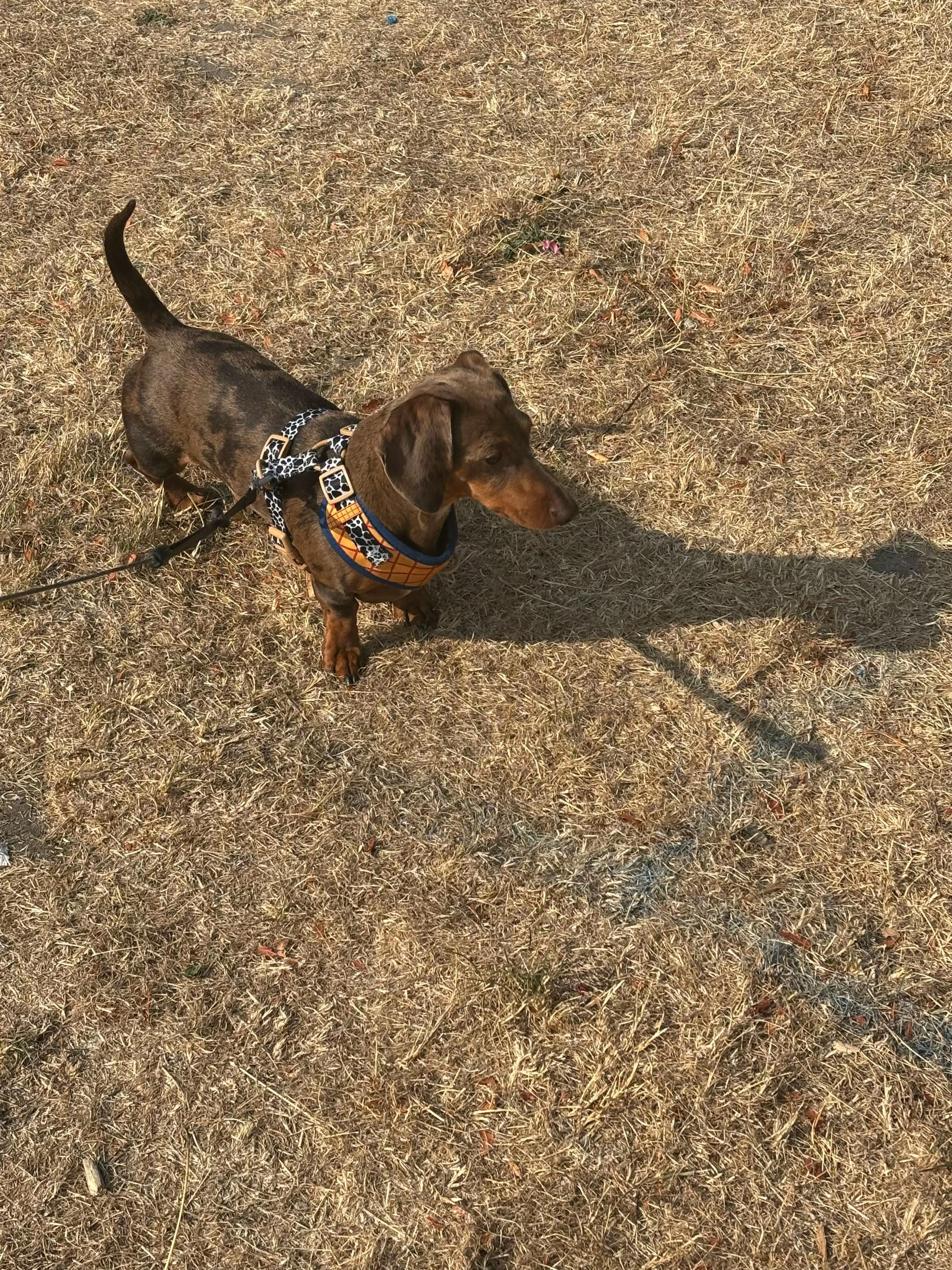 @marleythesausagedog