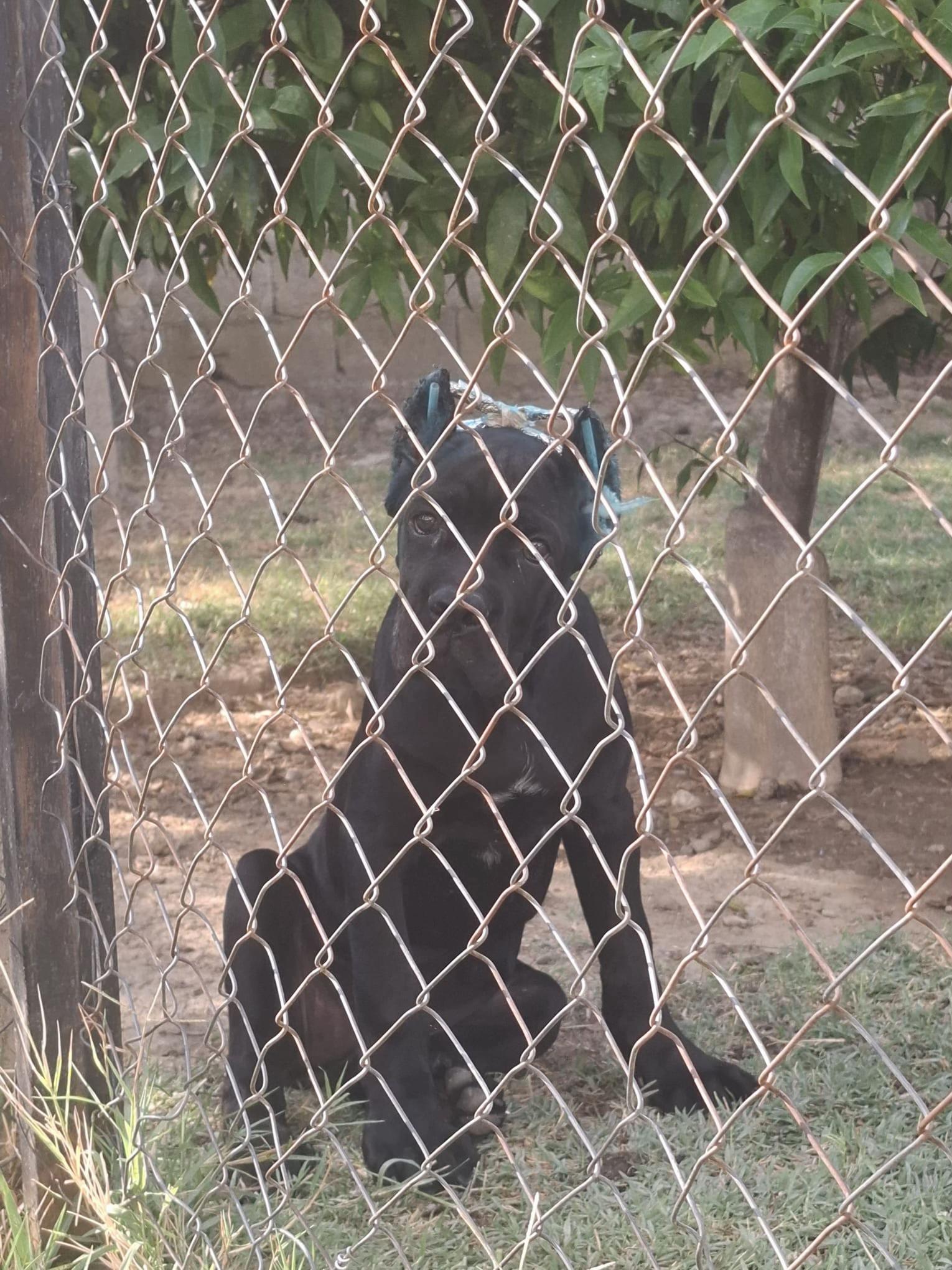 @NeroCaneCorsoKennel