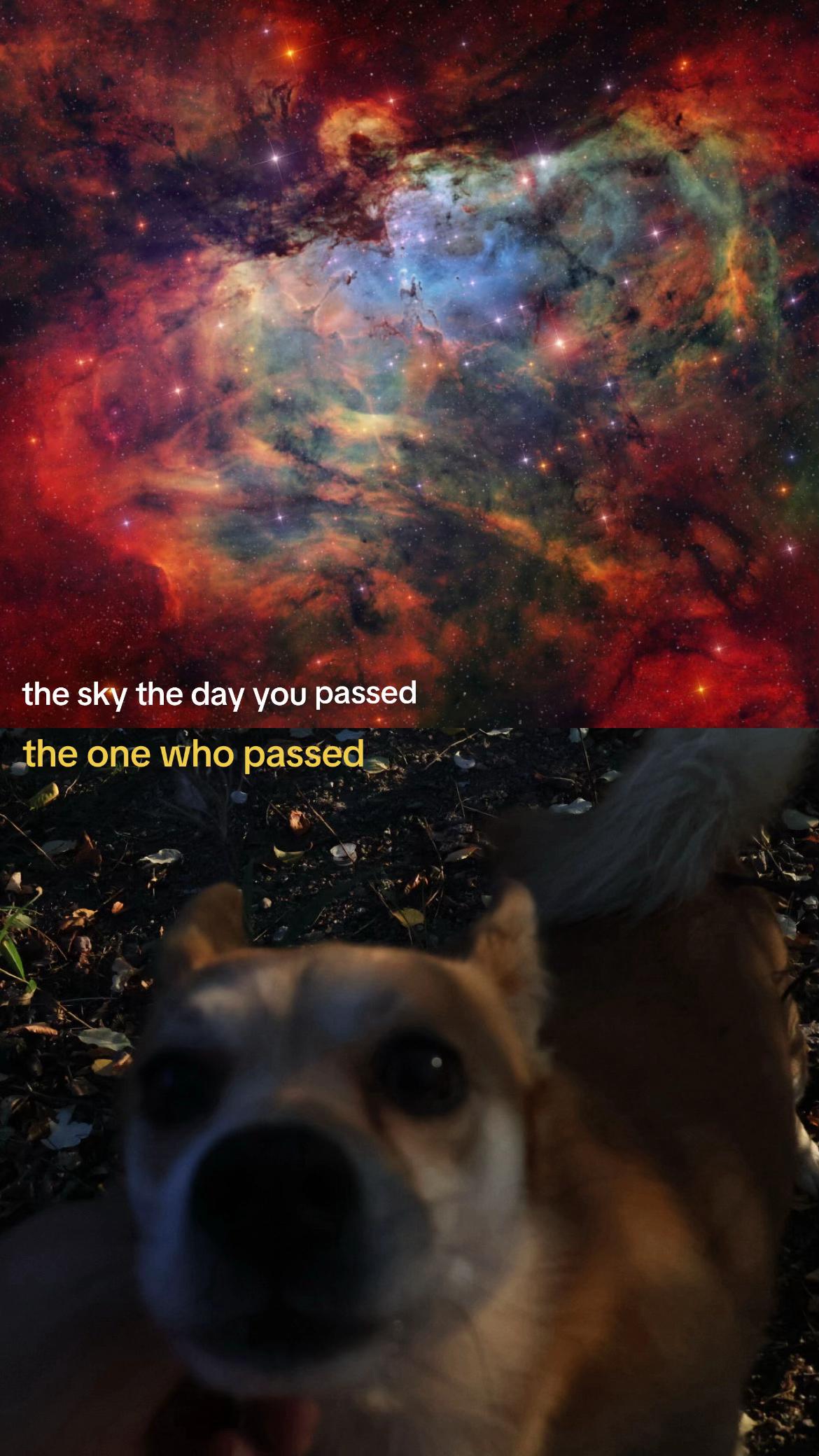 @gracie🦝