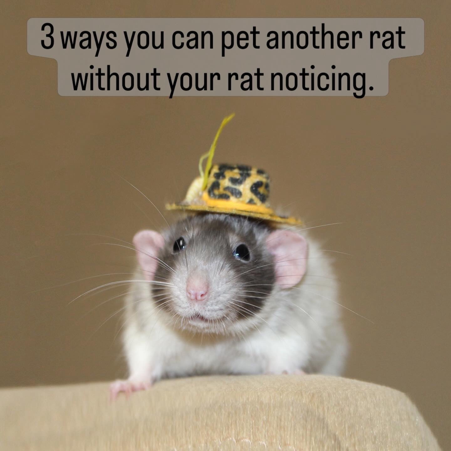 @RatsHaveFeelingsToo