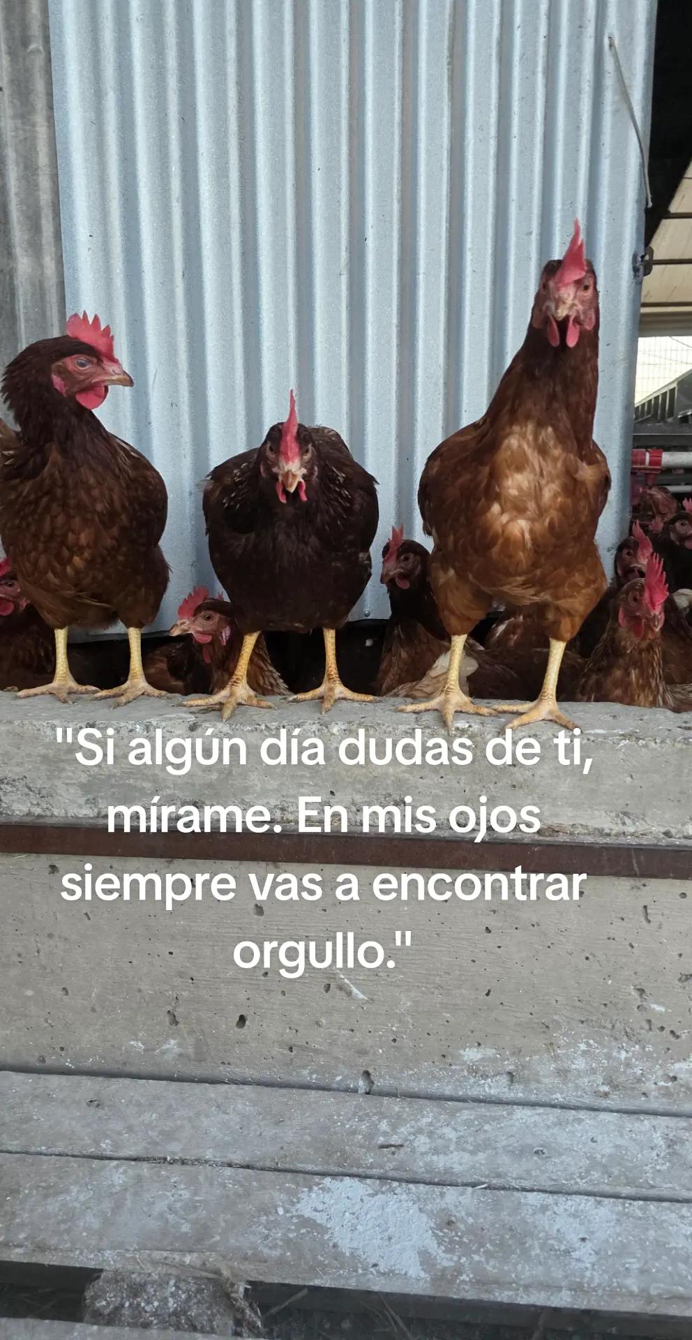 @El Gallinero de Carlos