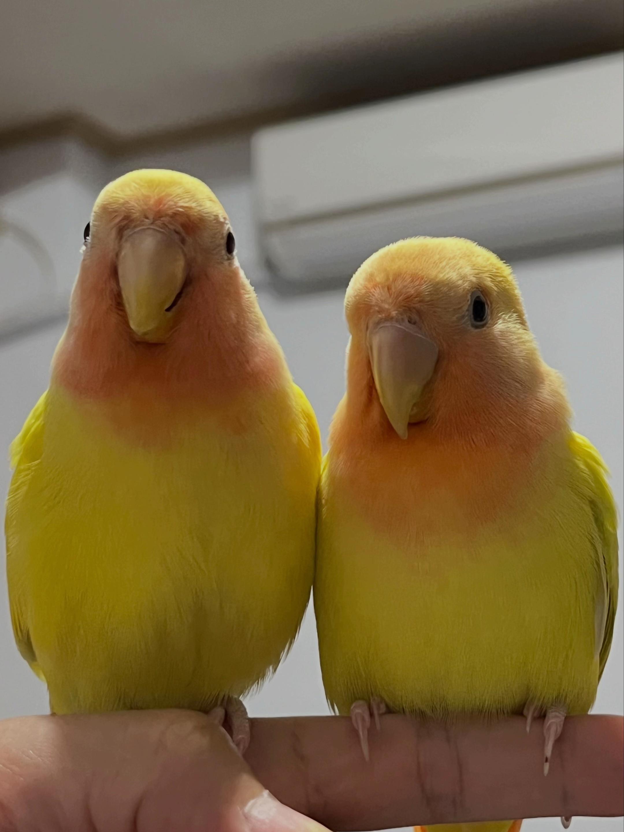 @crisaandbirds