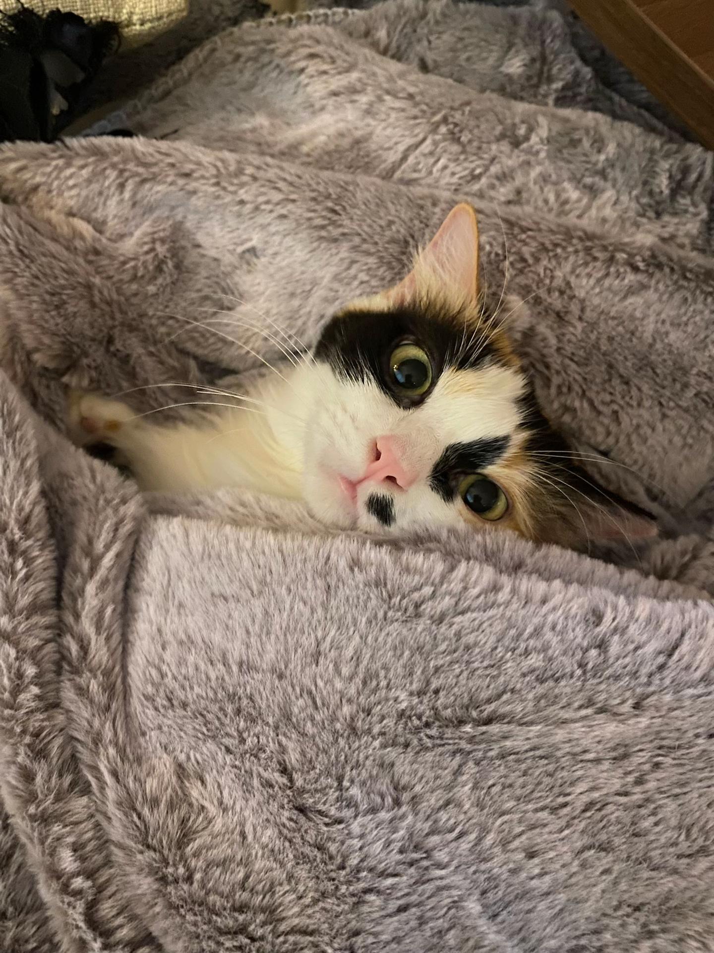 @OnePurrCuddle