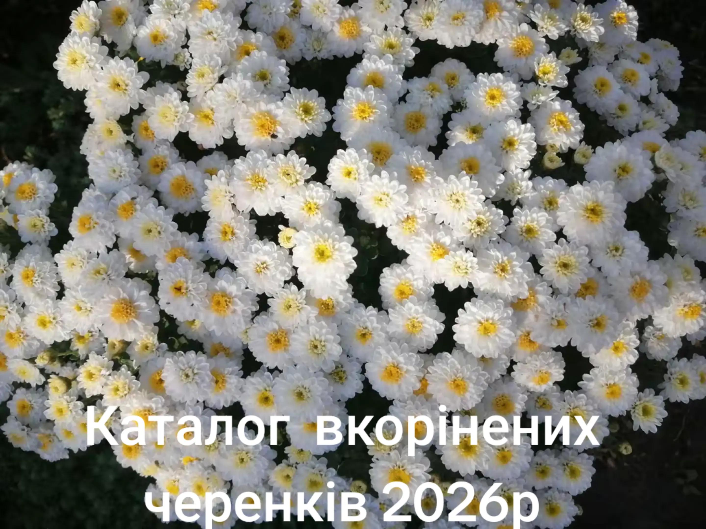 @Анна Амеліна