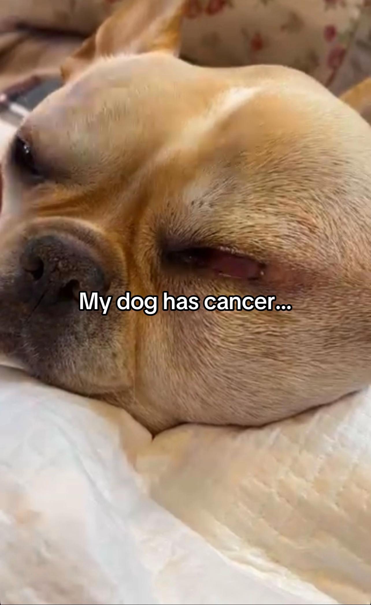 @Surgery for Lucy0