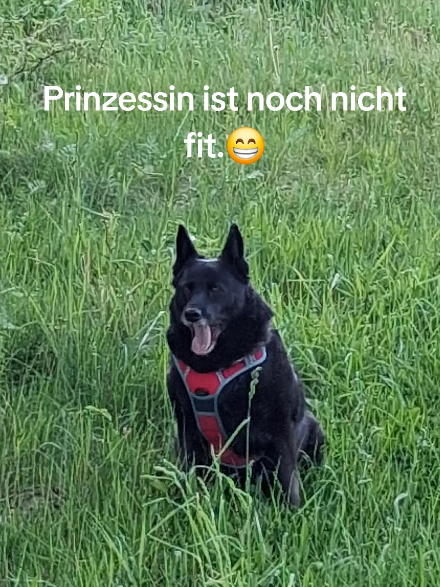 @rosalli15