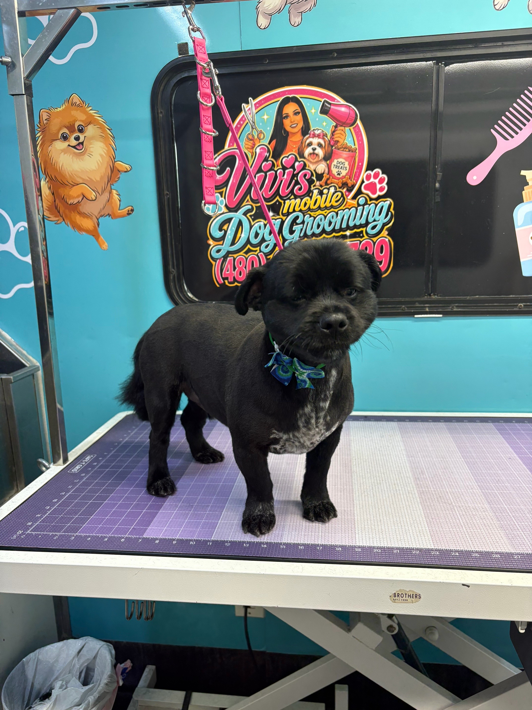 @Vivismobiledoggrooming
