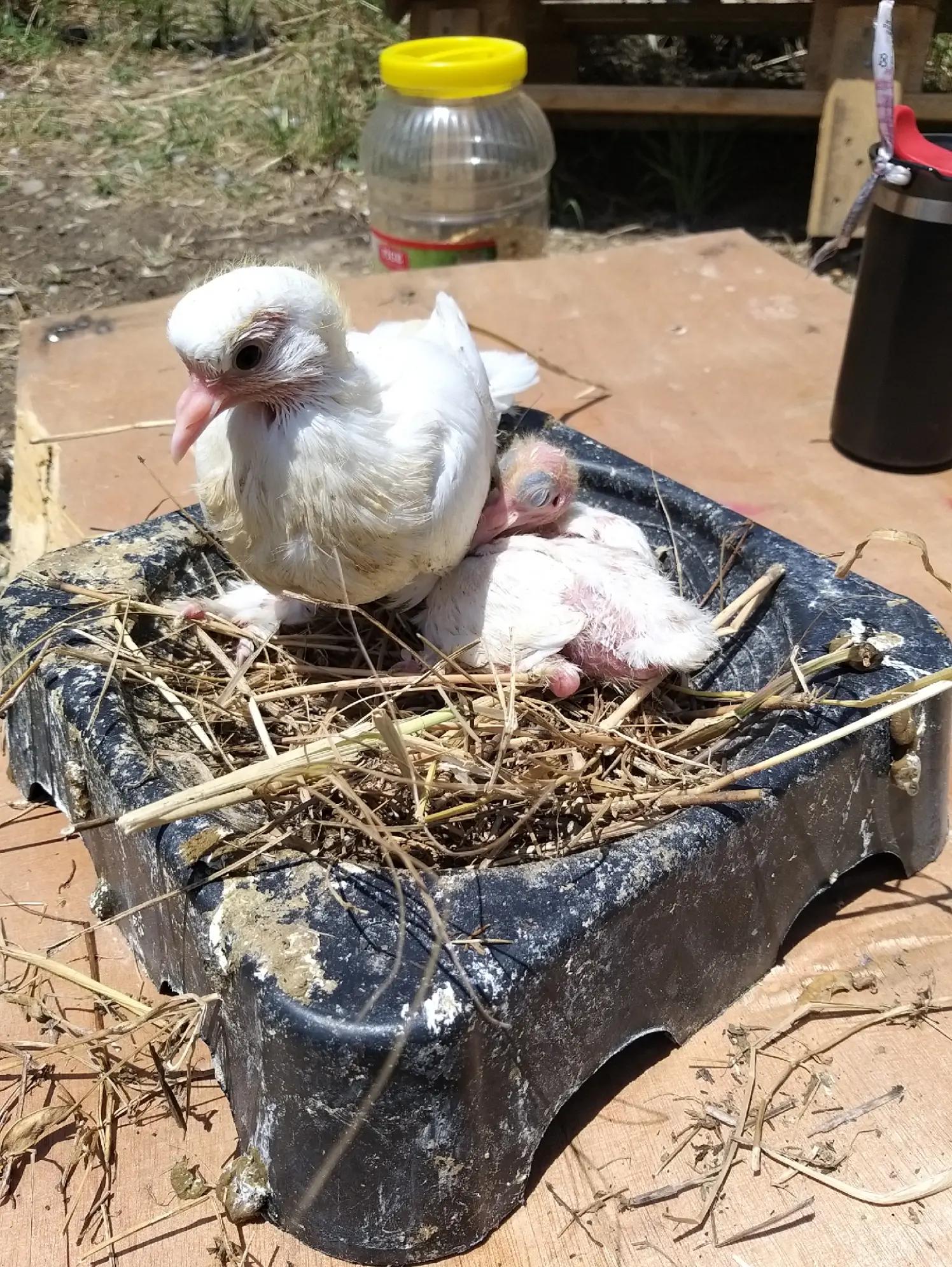 @Konyalı