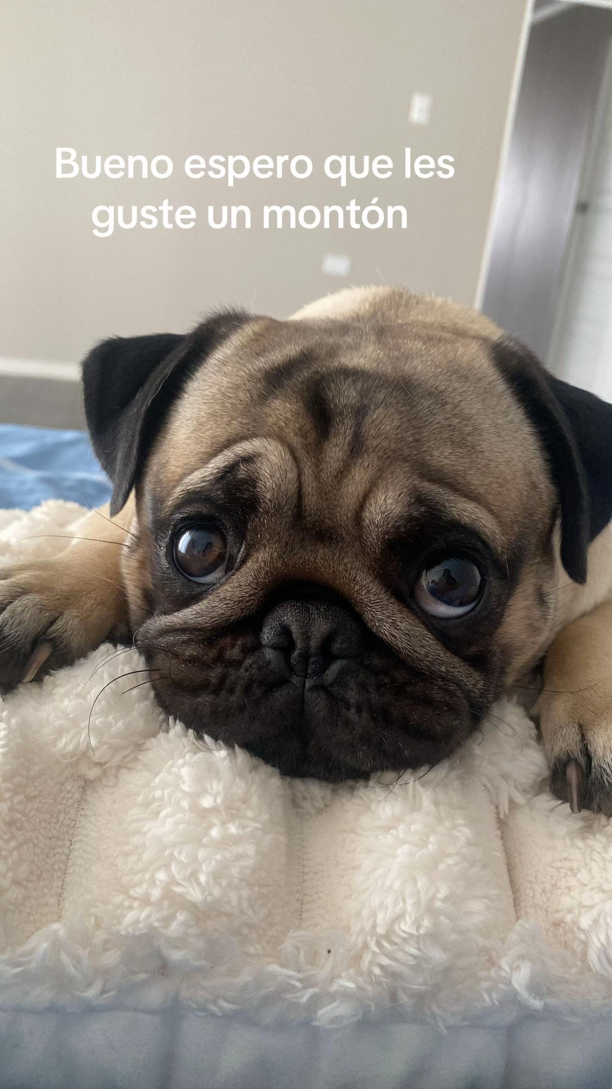 @Moka_lapug