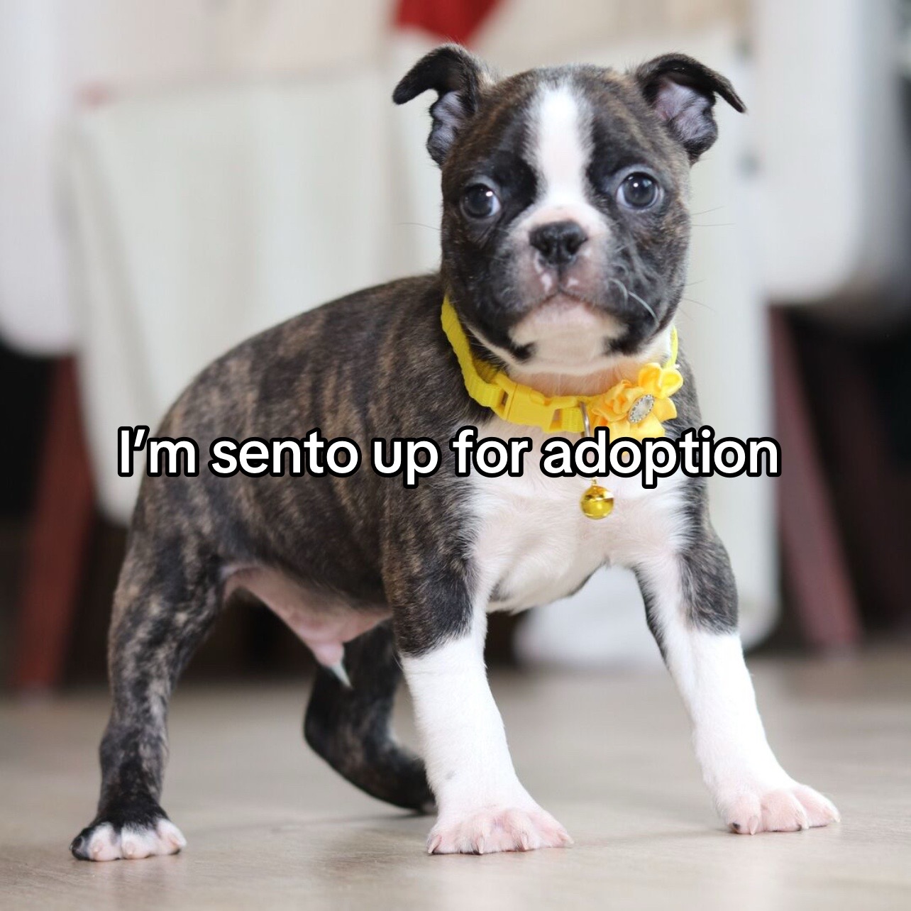 @Boston terriers for adoption