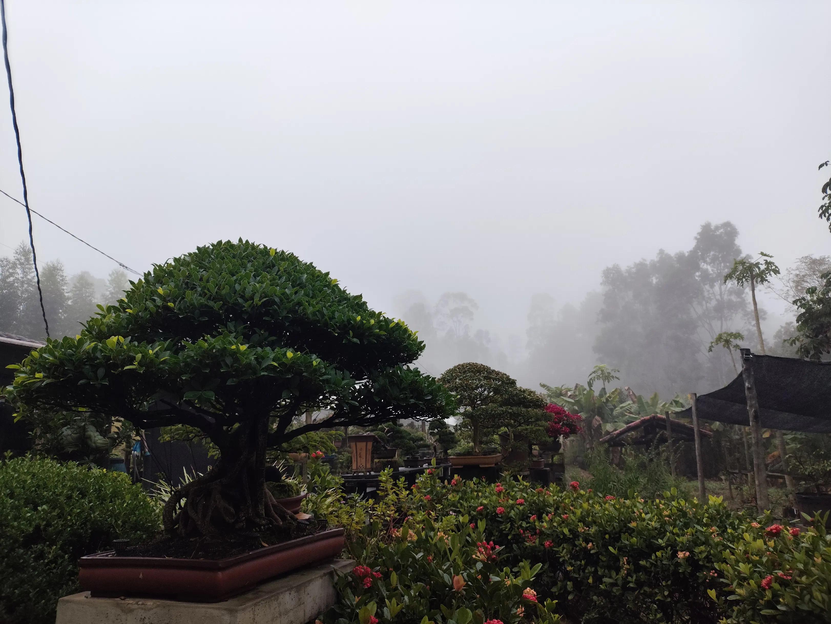 @Ak-en Bonsai