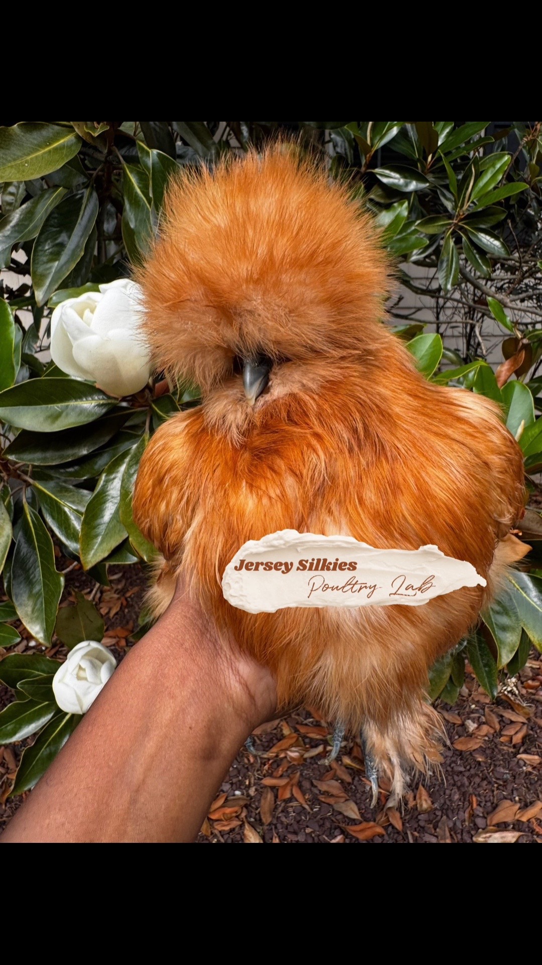 @Lavern | urban chickens
