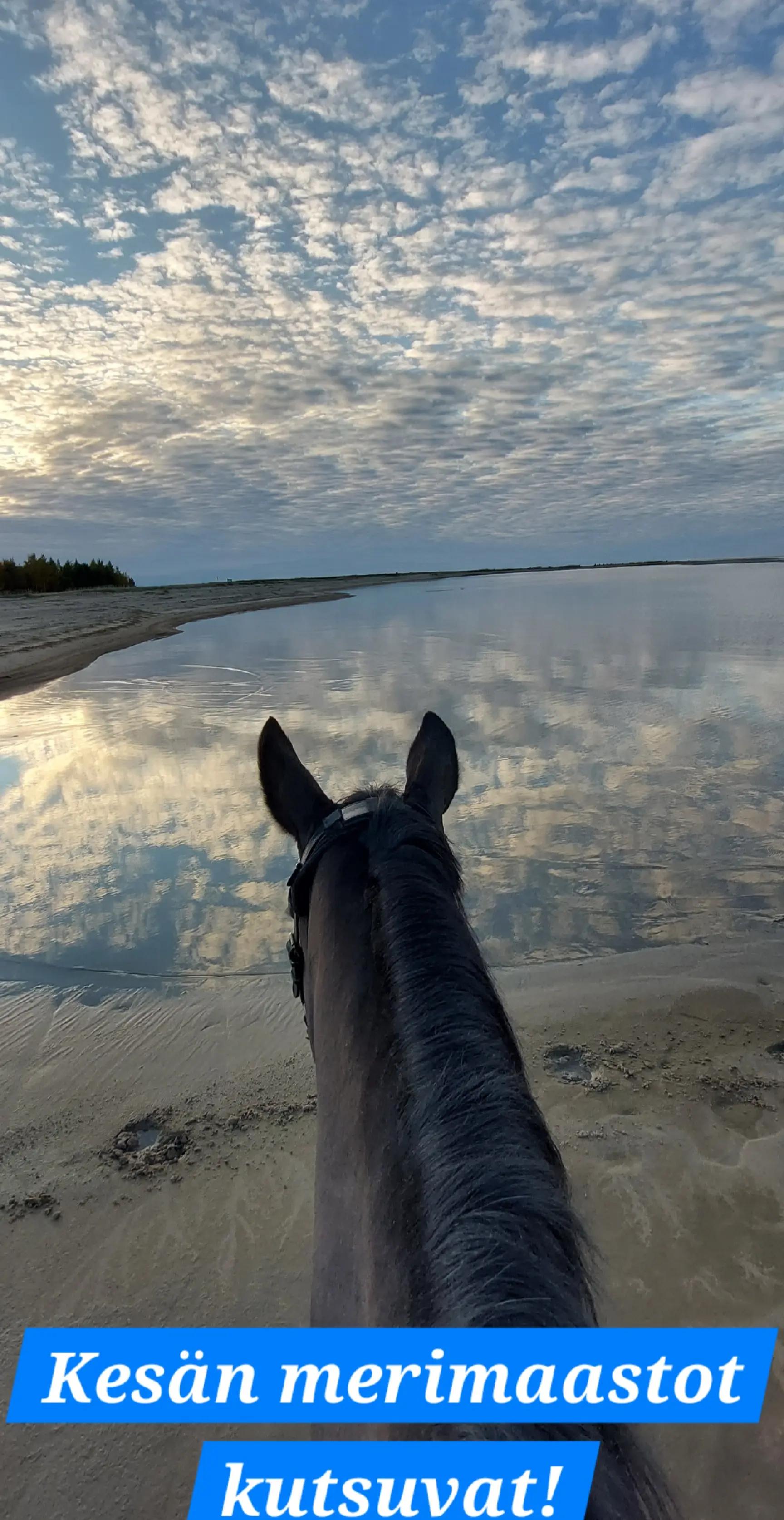 @Beach Horse Stable