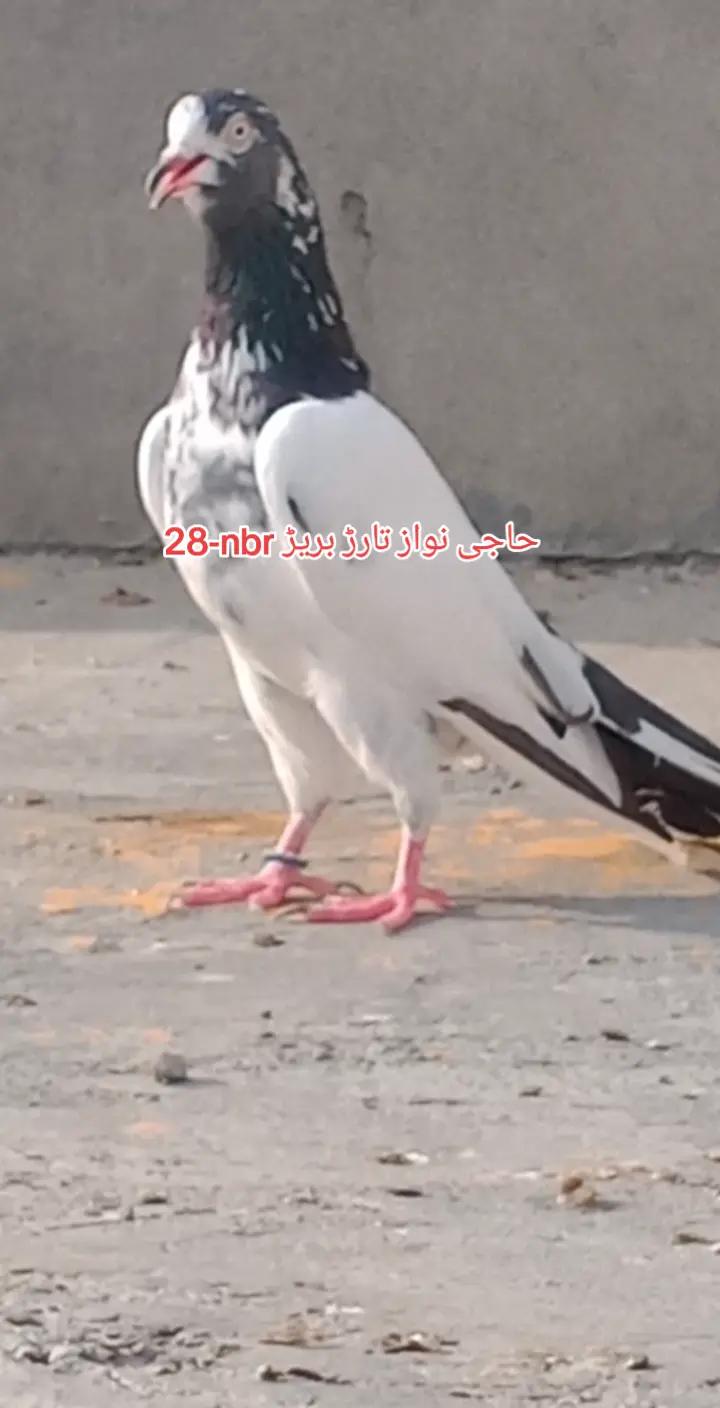 @Noman bhatti