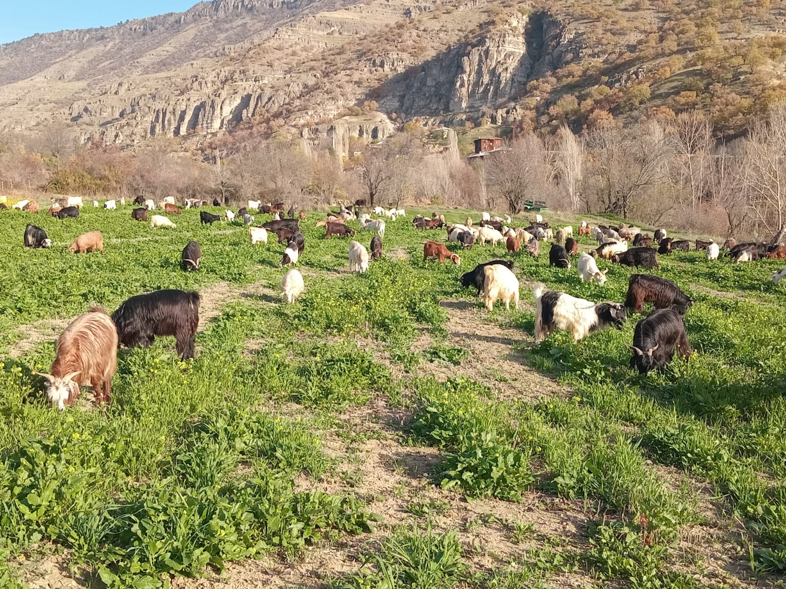 @Elif Çetin