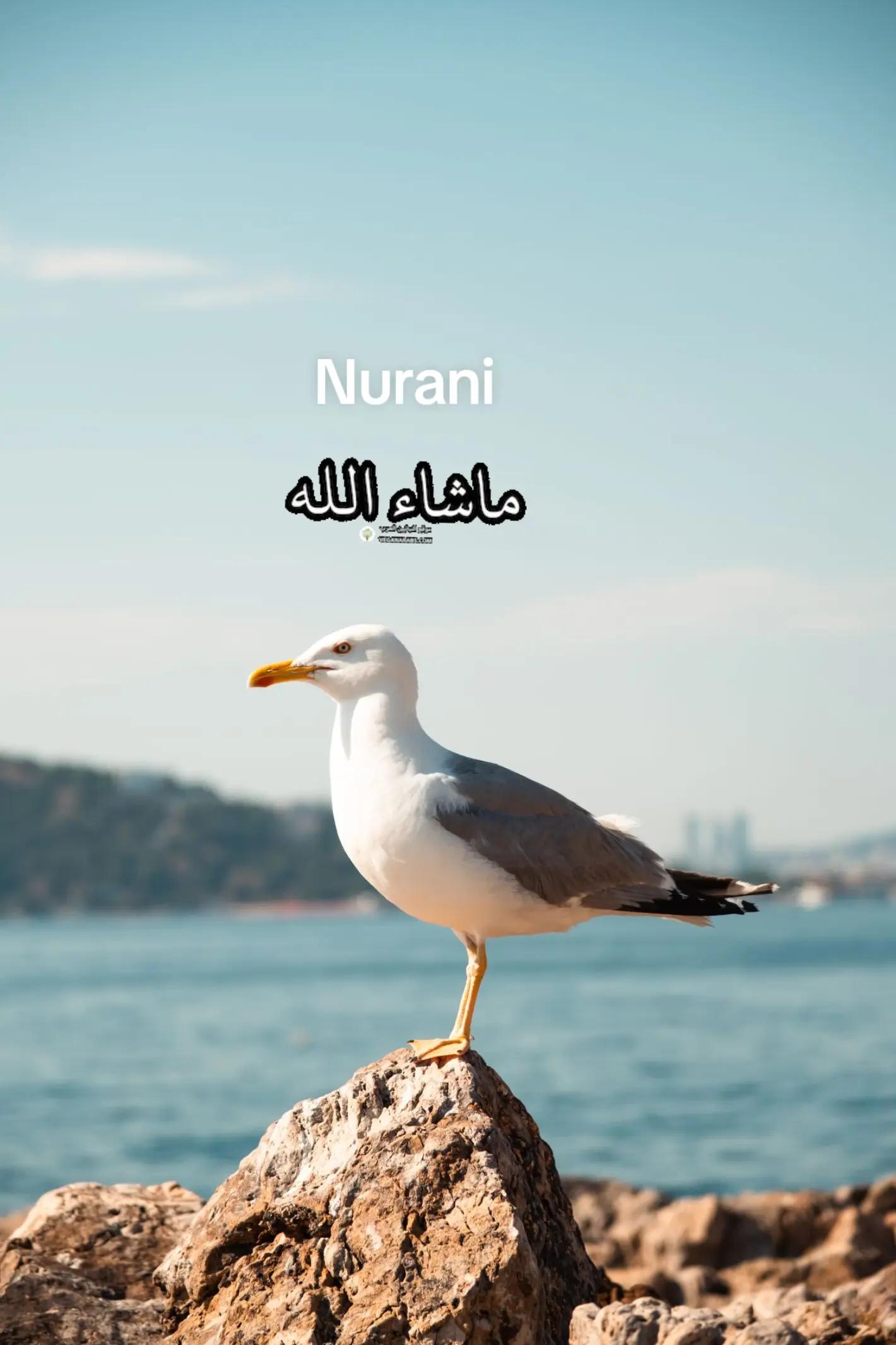 @İlahiler