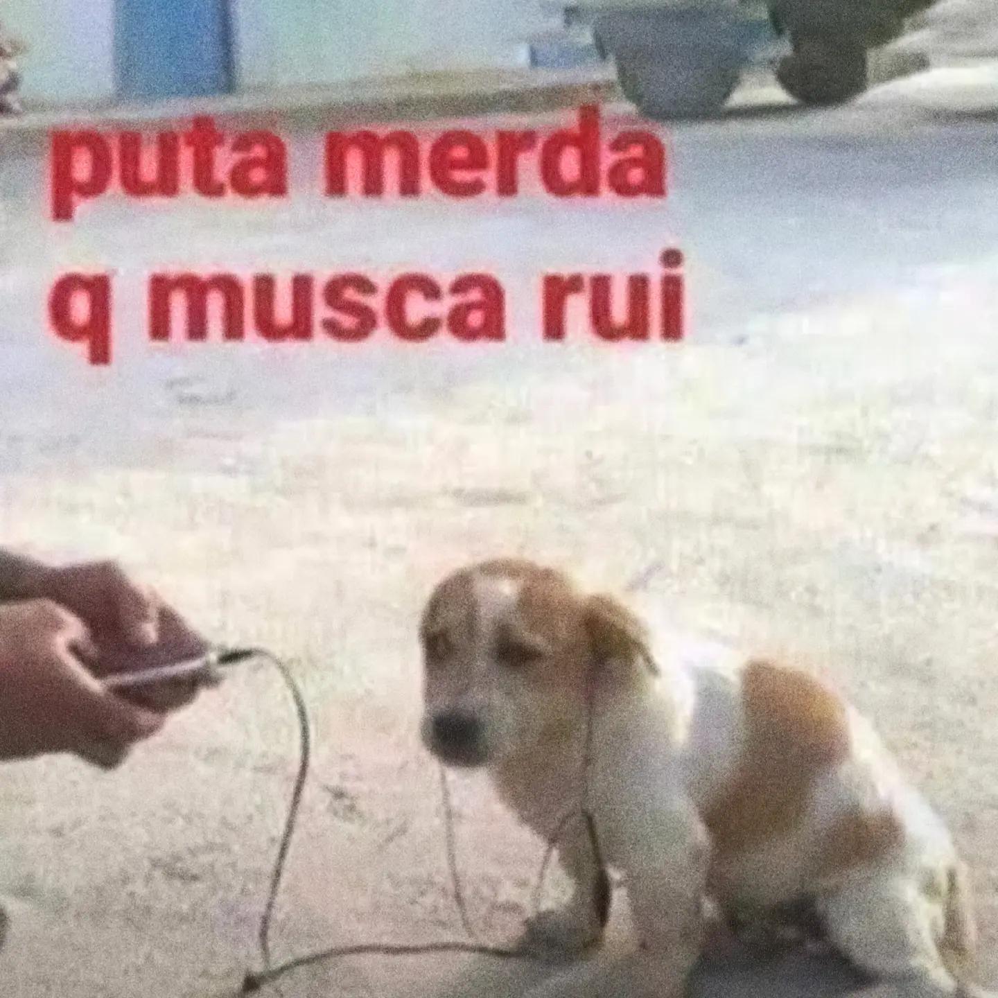 @TRALHICE