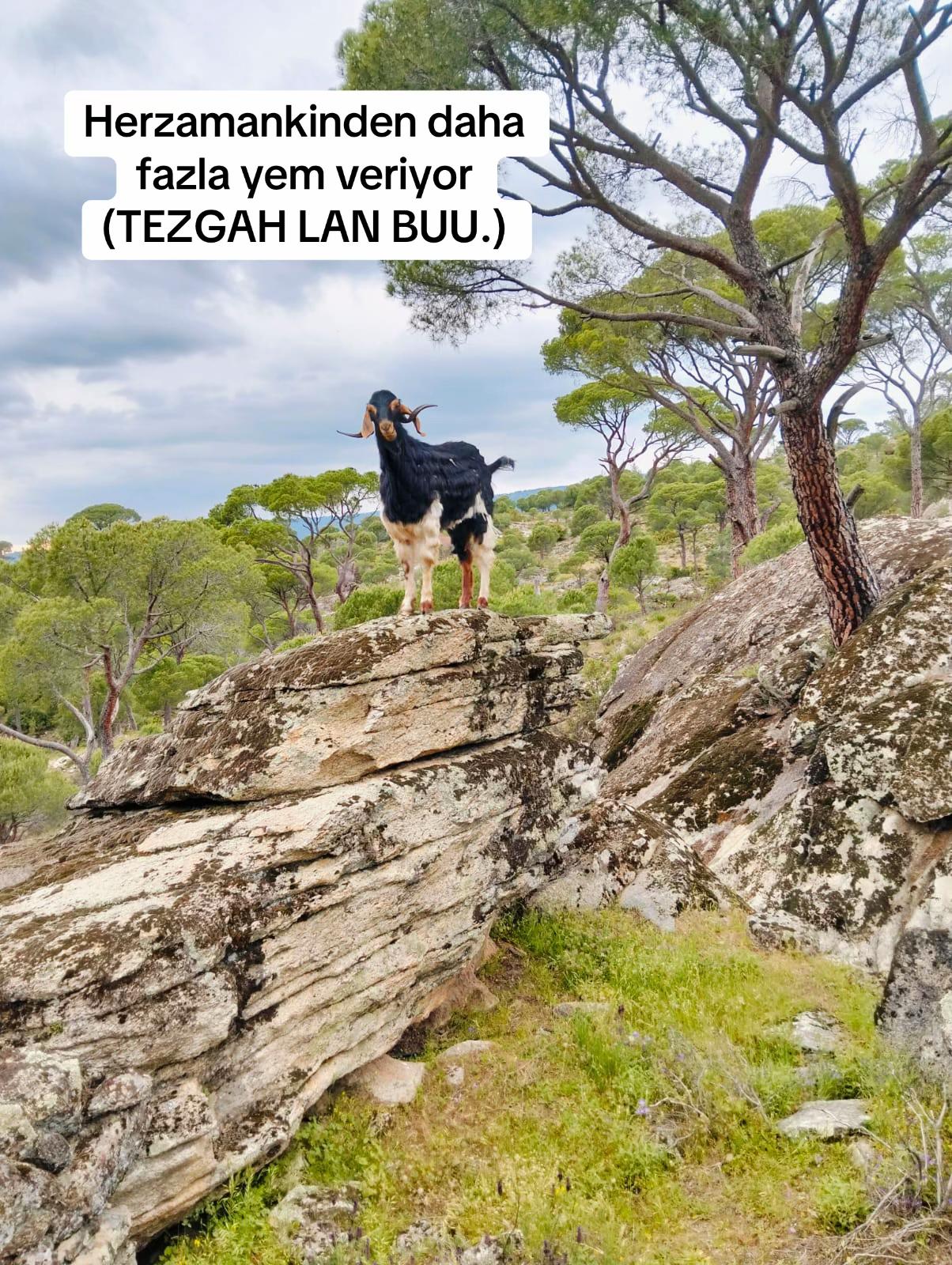 @Sedat