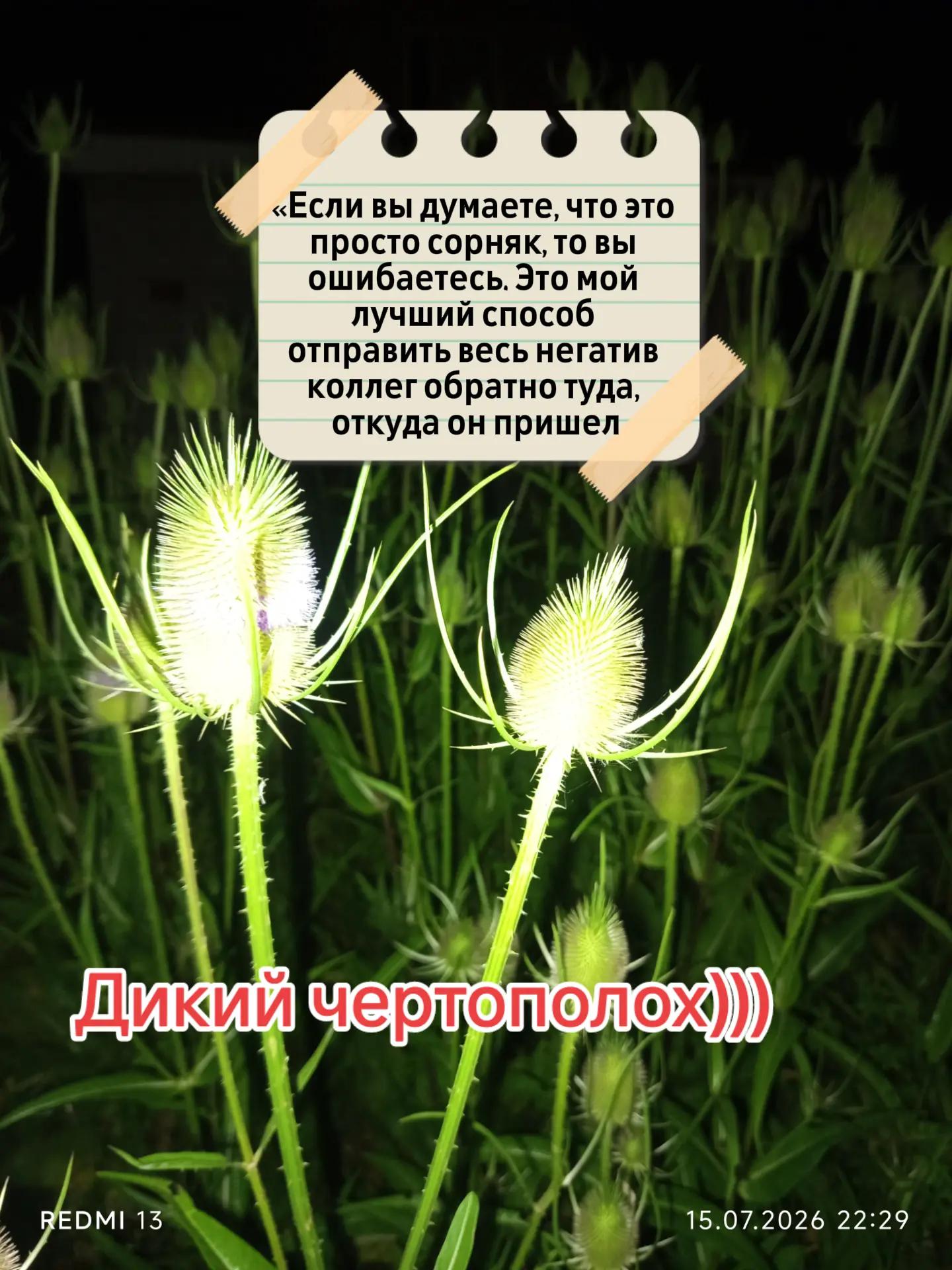 @Графиня де Россохатская