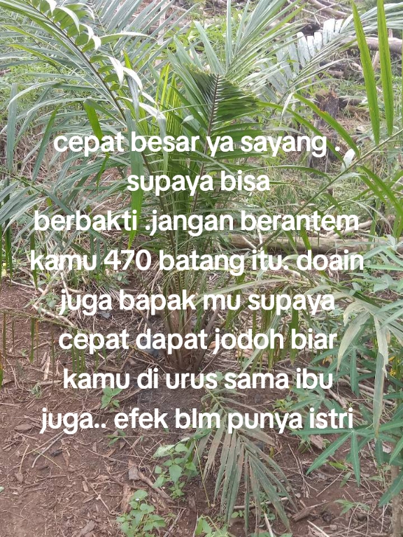 @Pajrul Pala