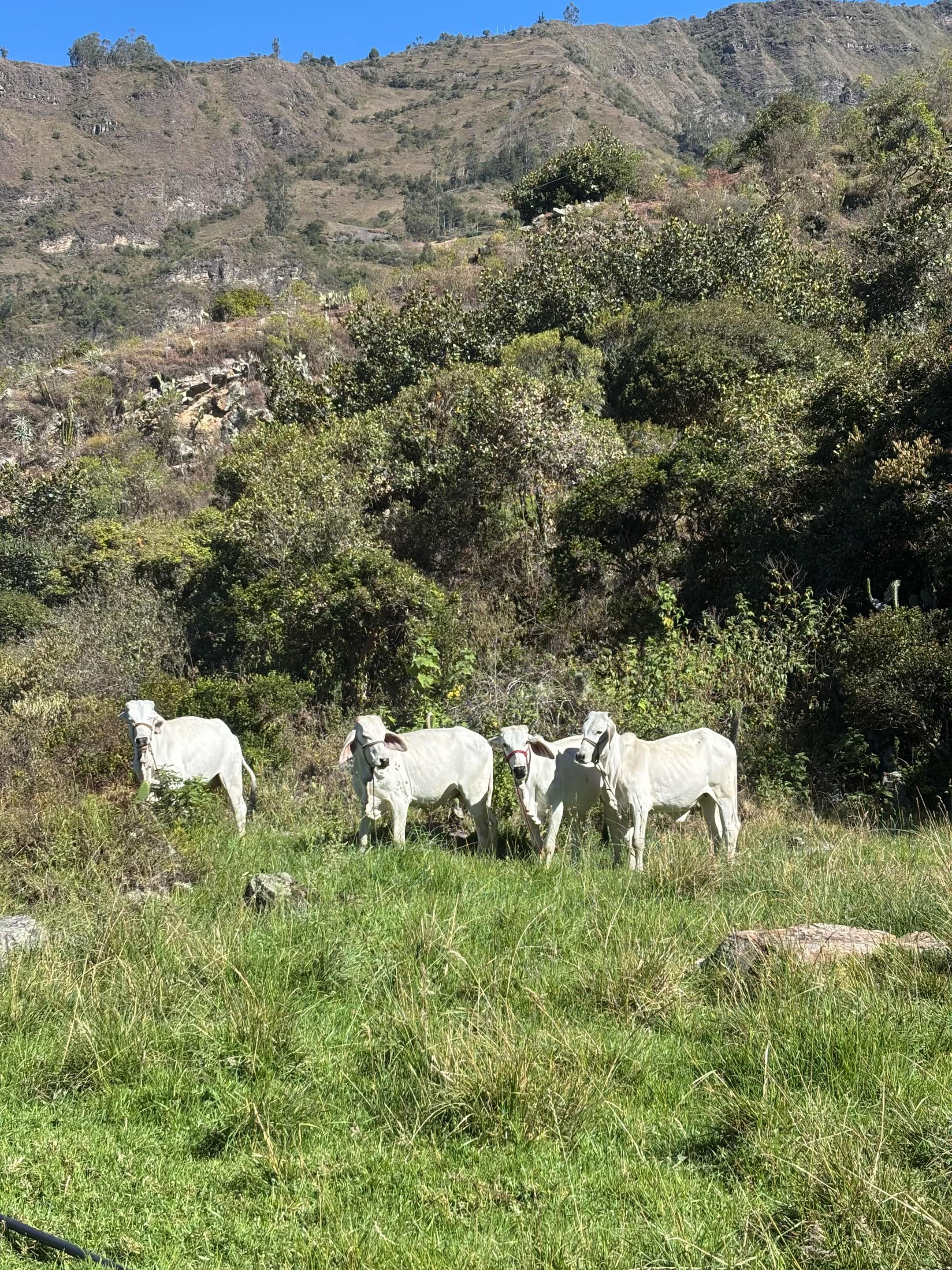 @MiGanado-Boyacá