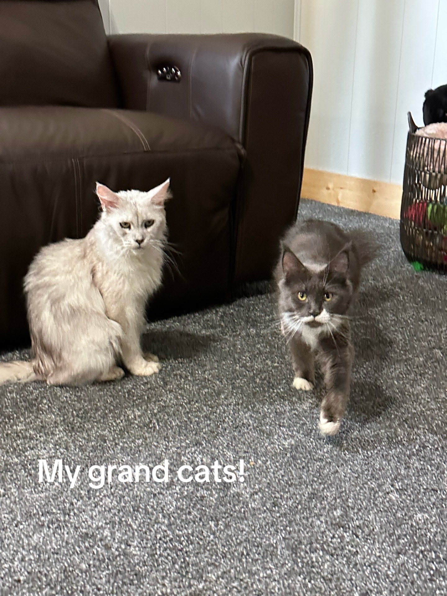 @Bratcats
