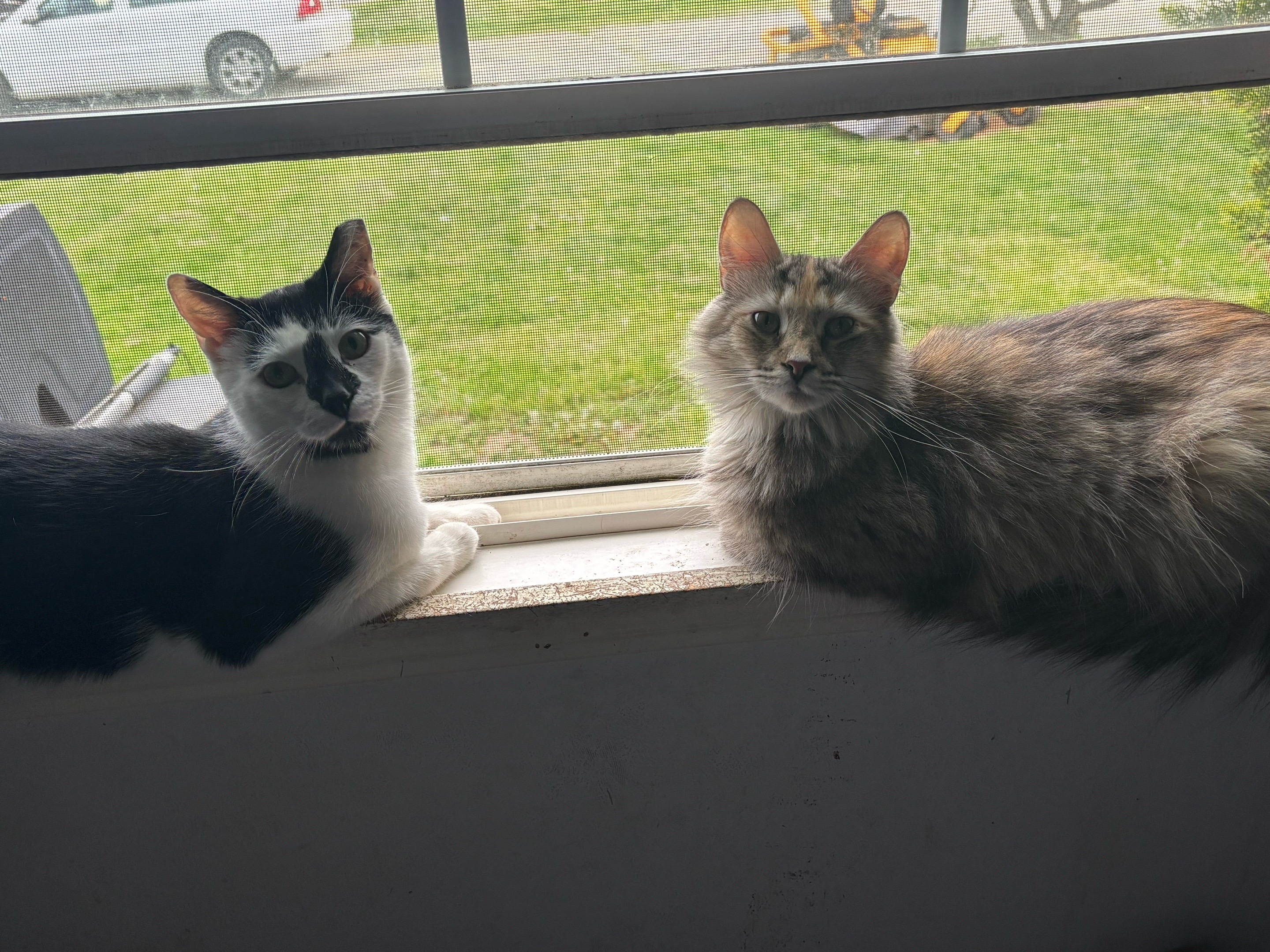 @catlover313official