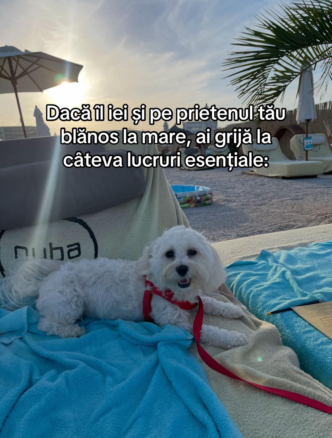 @Dr. Nicola Ioana