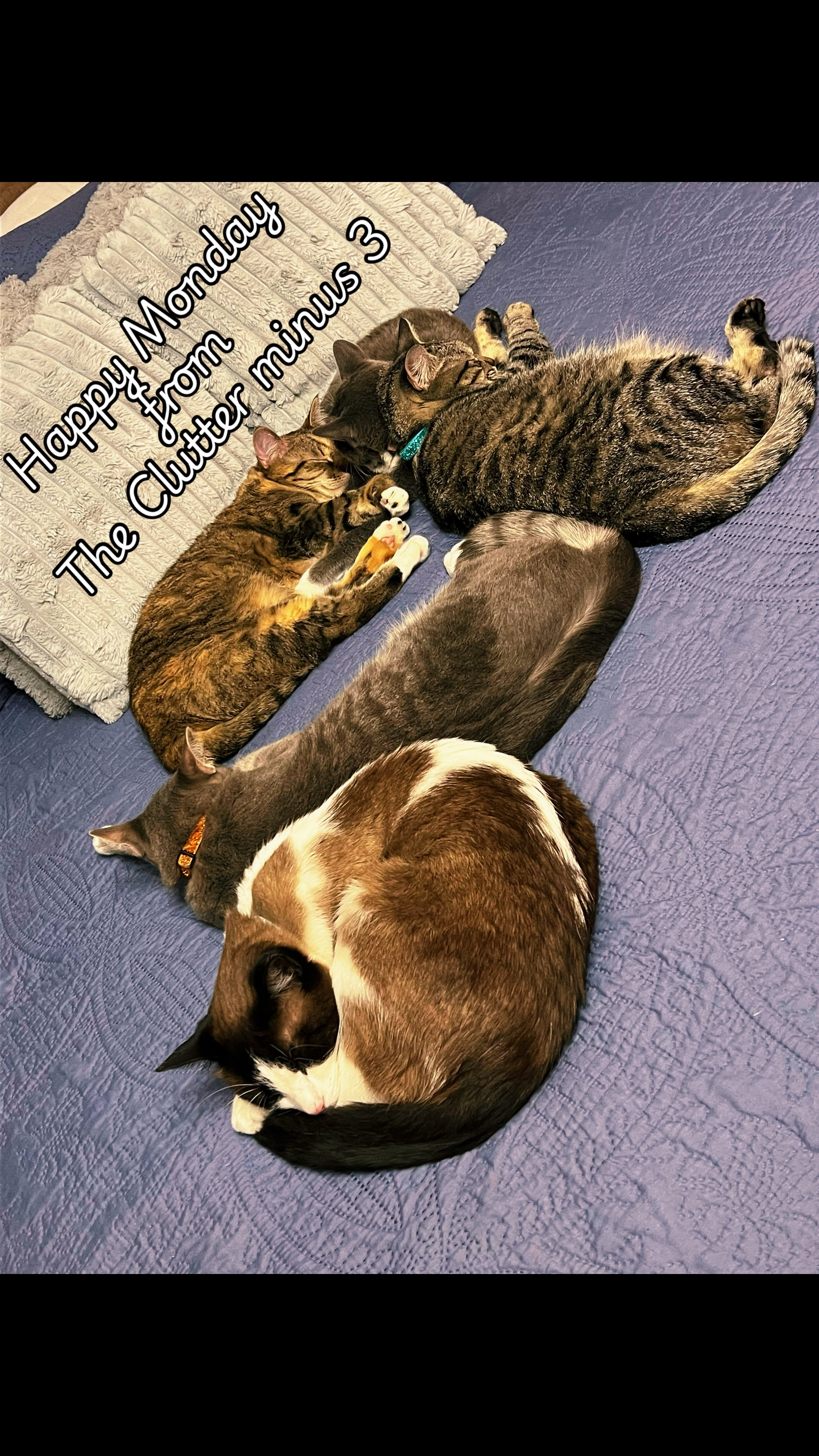 @Katie’s Clutter of Cats 🐈⬛🐈