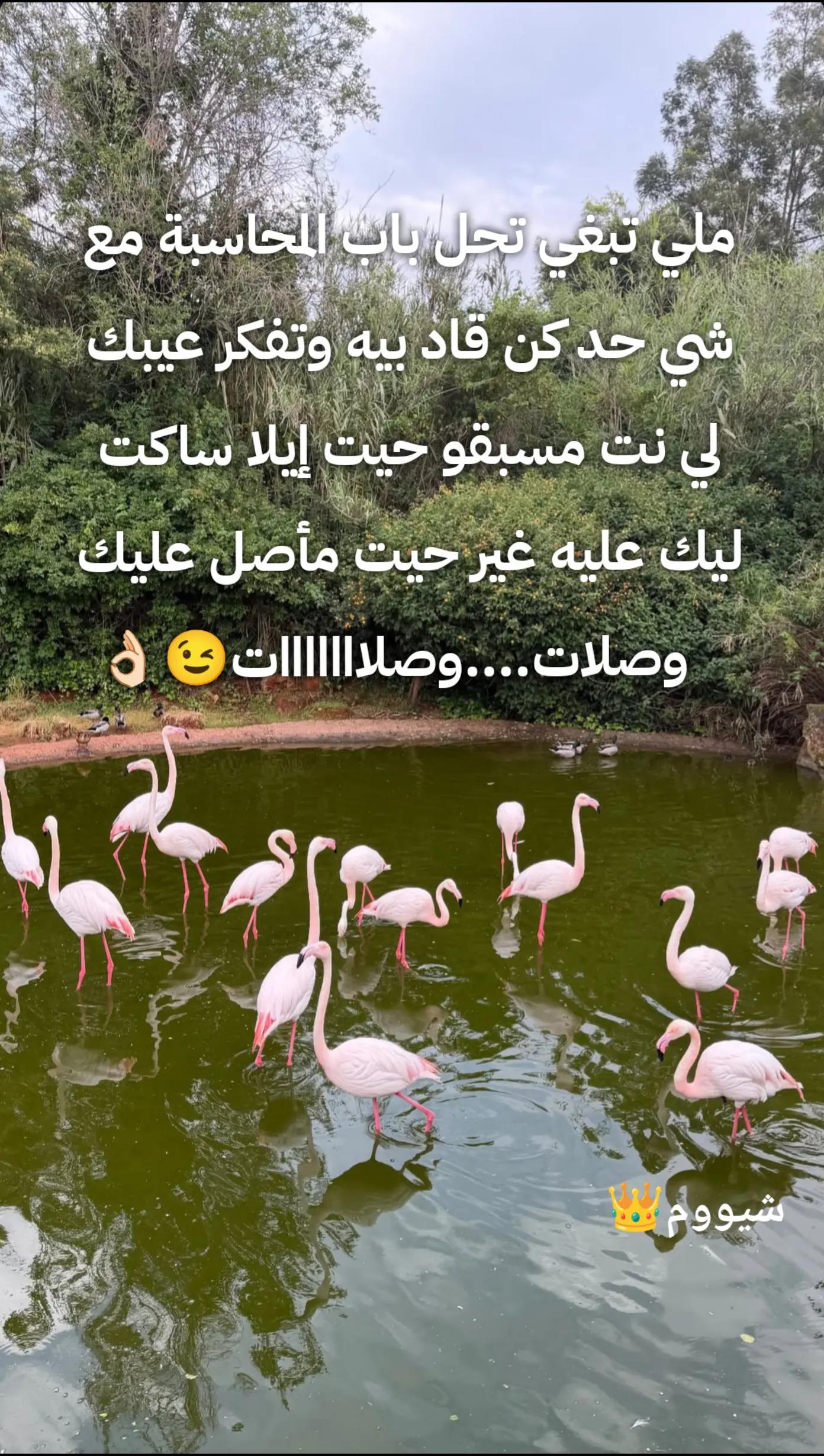 @شيووم👑