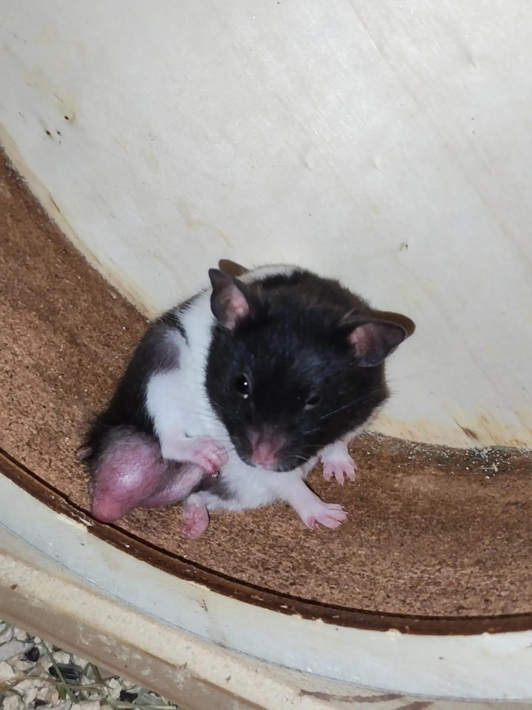 @Animal Passion