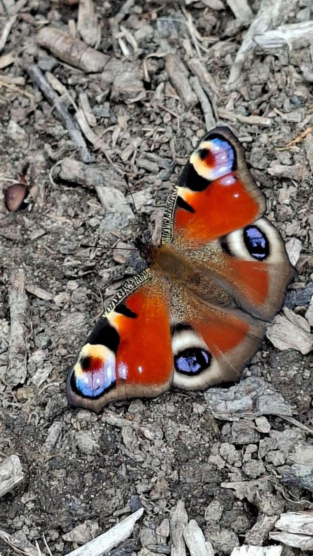 @𝓢𝓸𝓷𝓲𝓪 🤍🦋