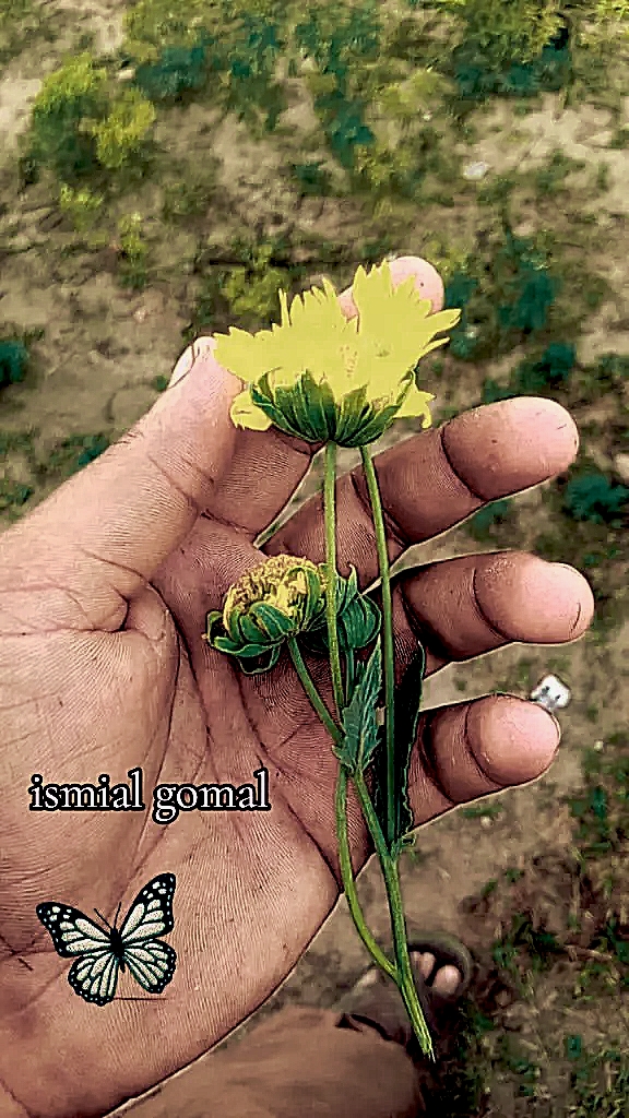 @━━━━━━♡iSmAiL♥gOmAlWaL♡━━━━━━
