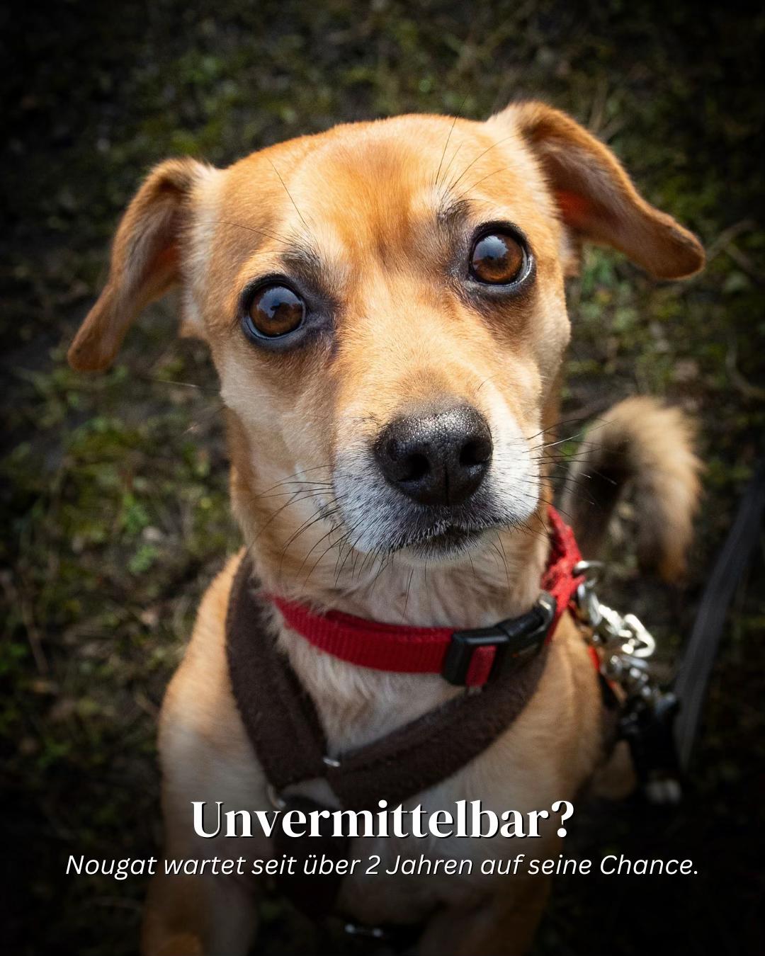 @SpecialDogs e.V.