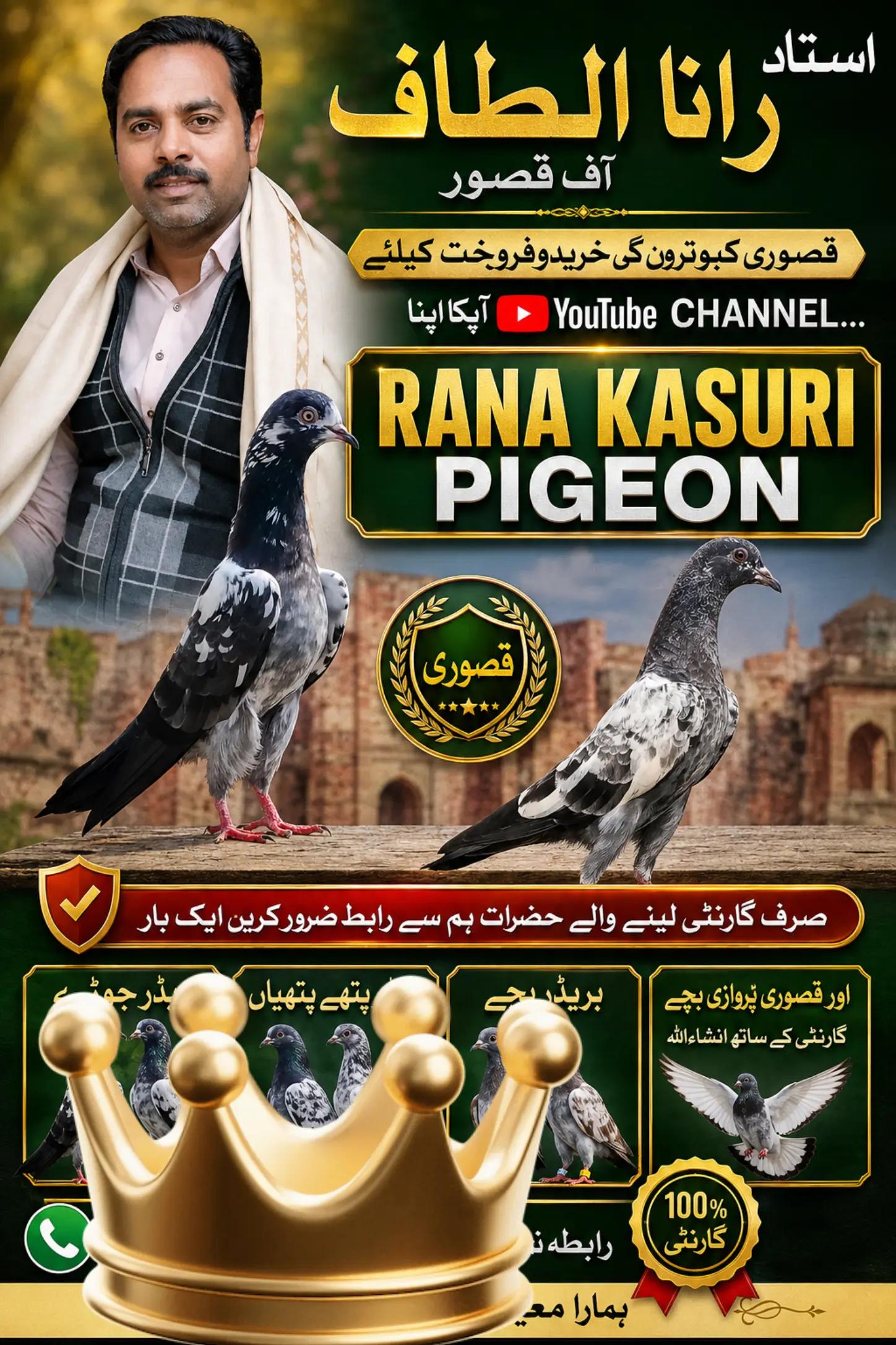 @Ranakasuripigeon